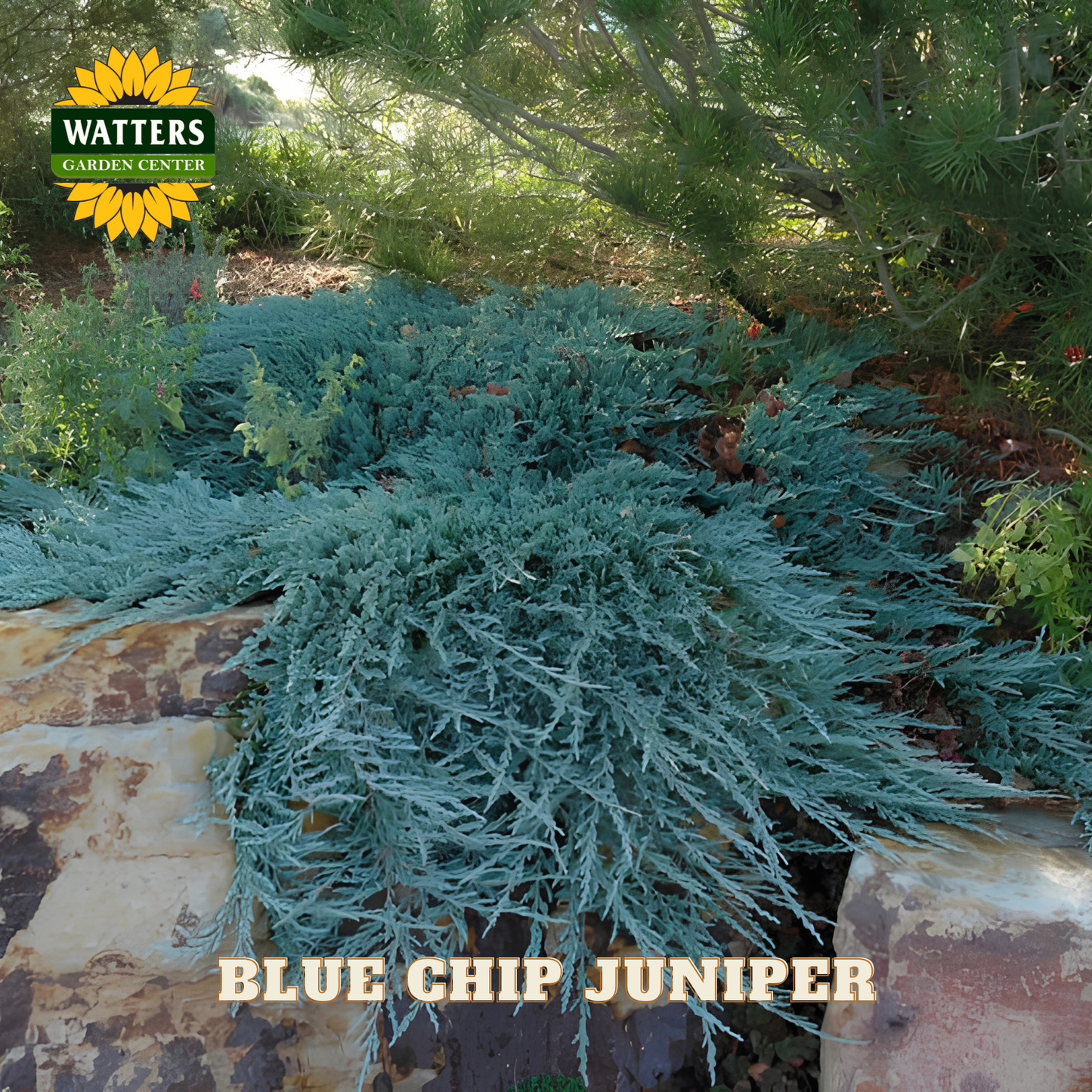 Blue Chip Juniper plant with Watters Garden Center branding in a garden setting.