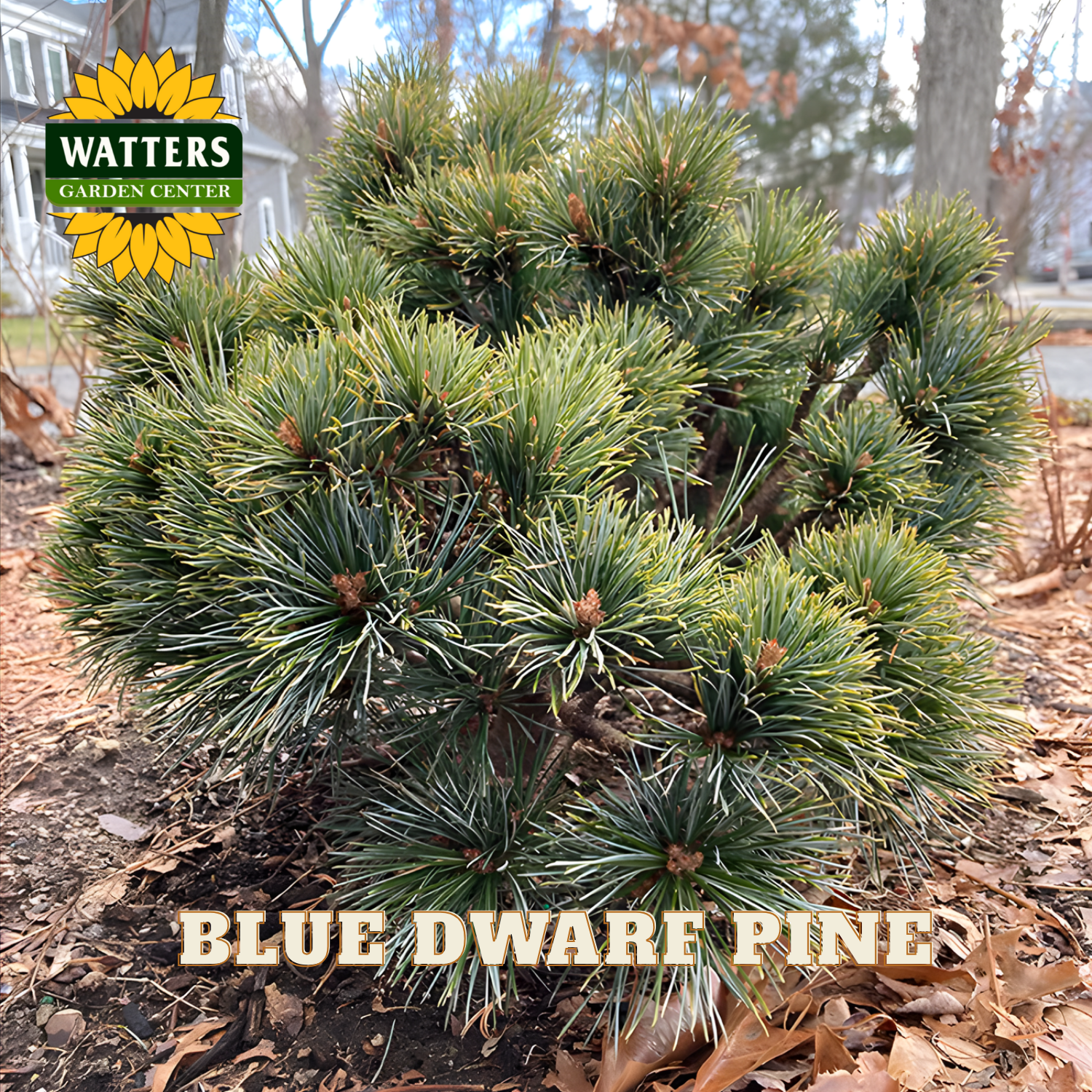 Blue Dwarf Pine with Watters Garden Center logo in the corner