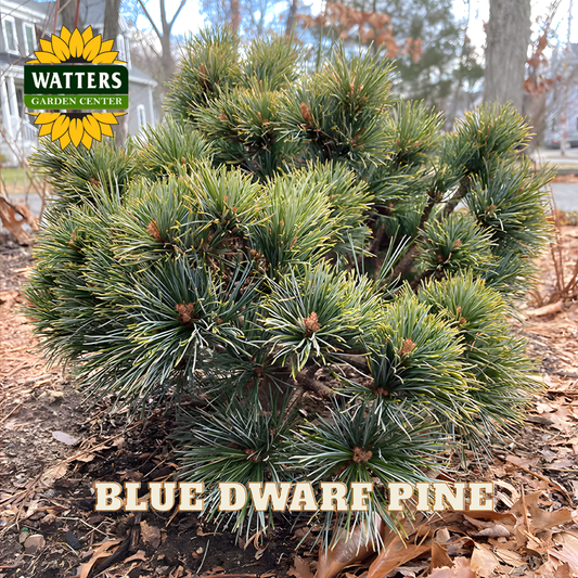 Blue Dwarf Pine with Watters Garden Center logo in the corner