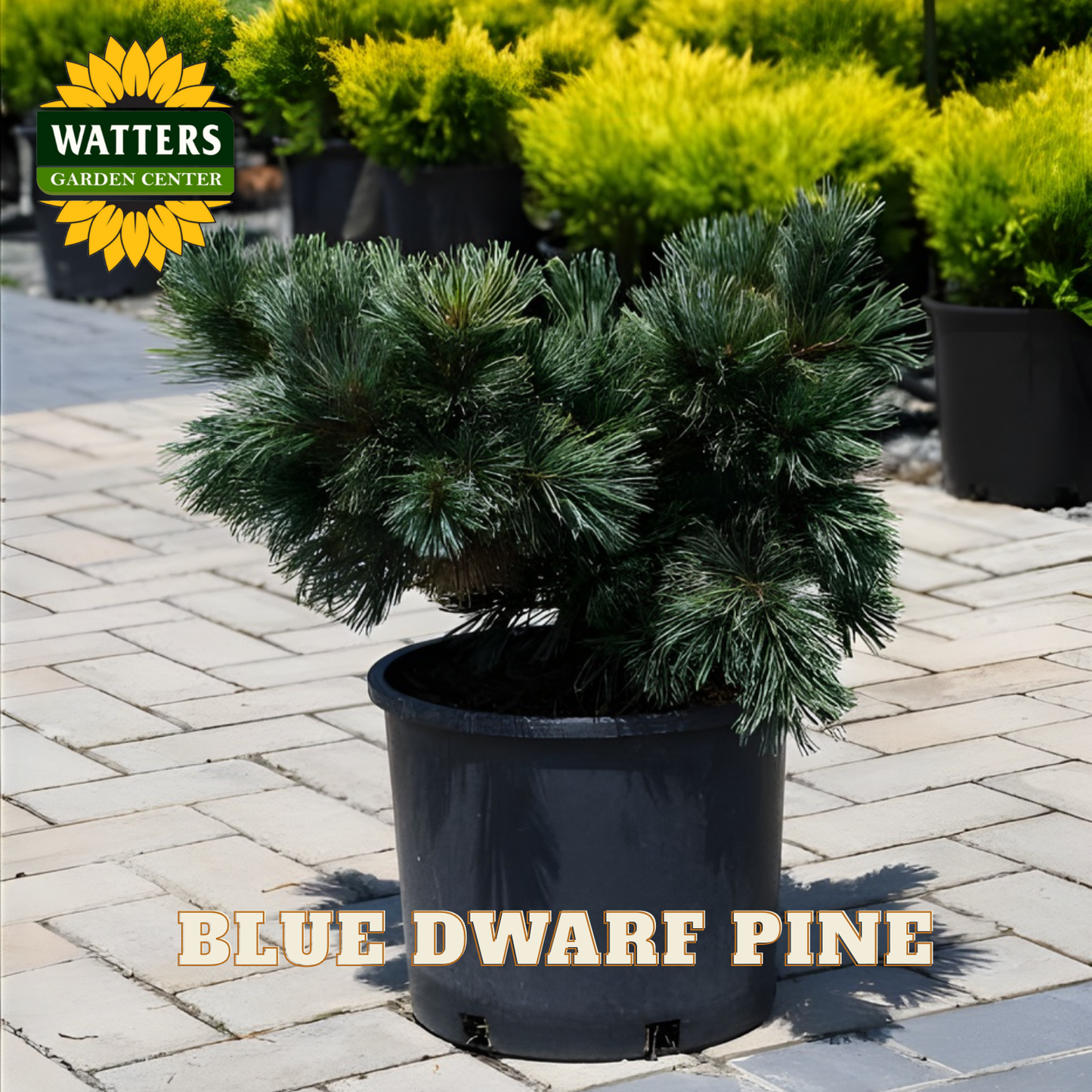Potted Blue Dwarf Pine plant with Watters Garden Center branding in the background.
