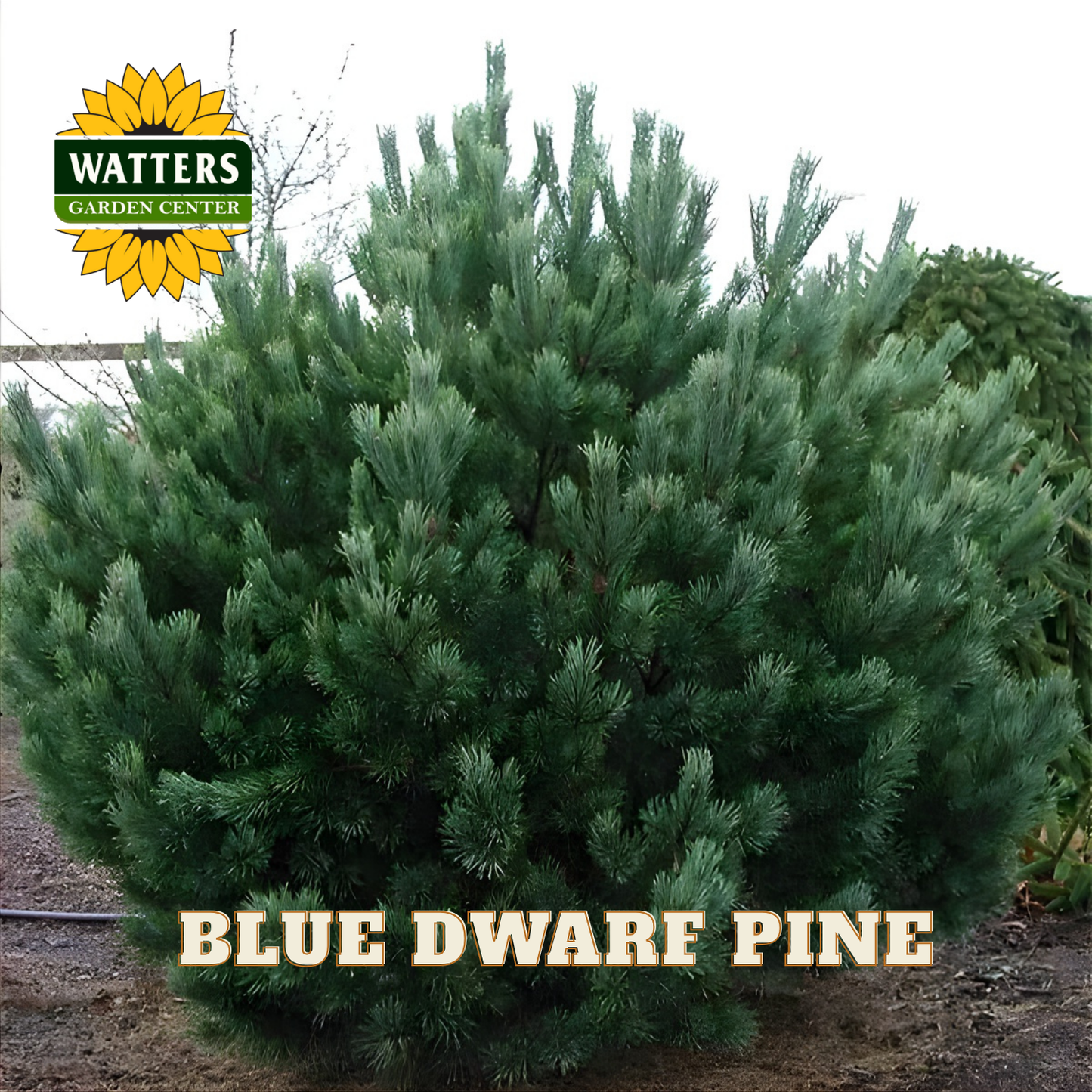 Blue Dwarf Pine with Watters Garden Center logo