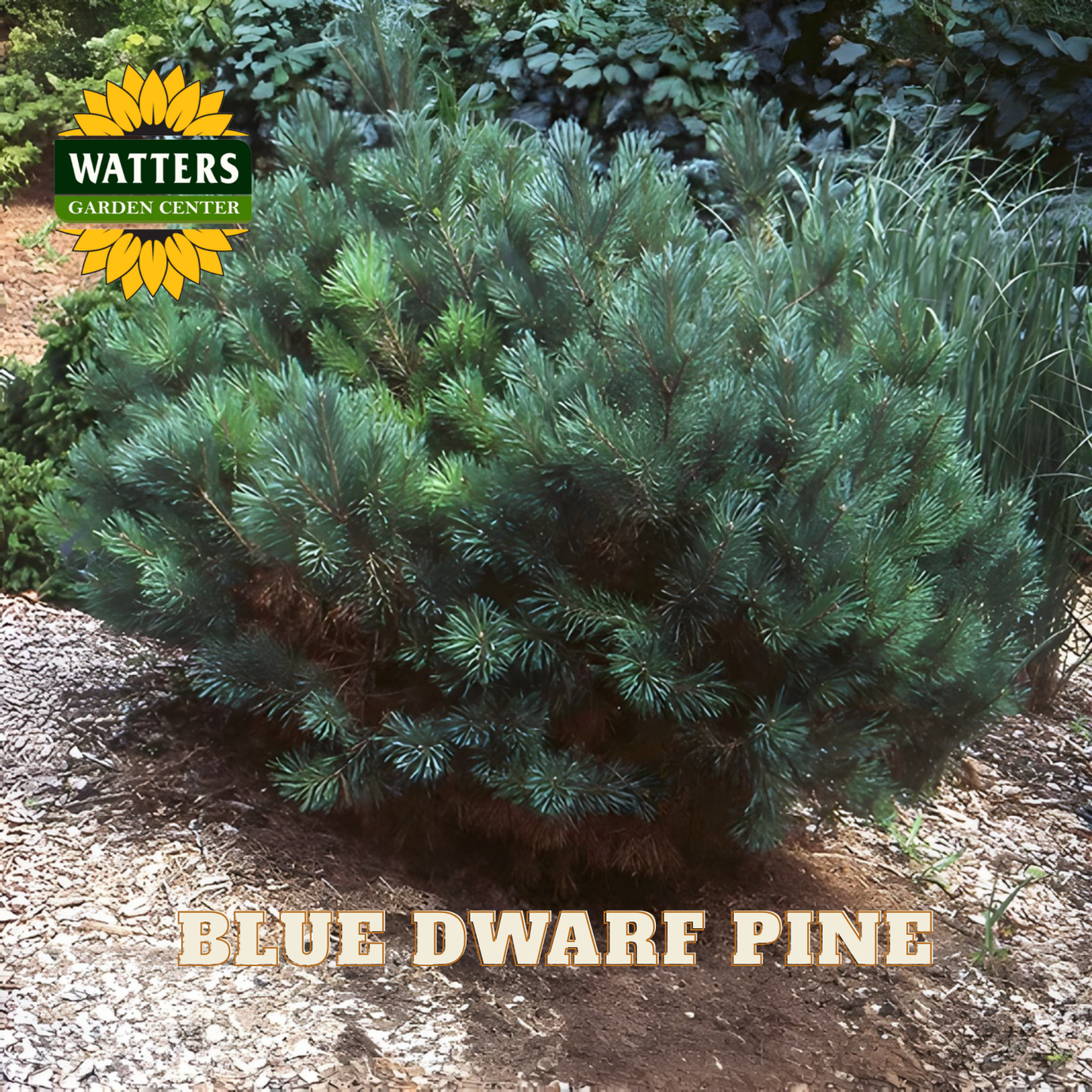 Blue Dwarf Pine with Watters Garden Center logo
