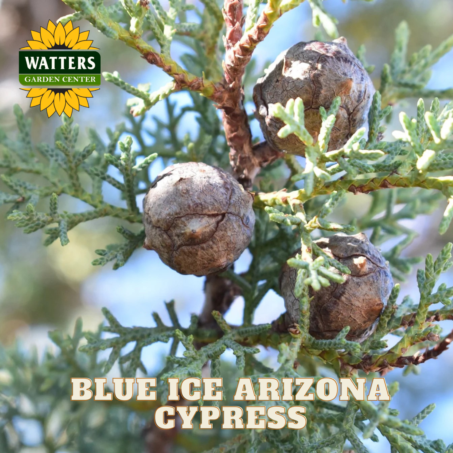 Blue Ice Arizona Cypress with Watters Garden Center logo