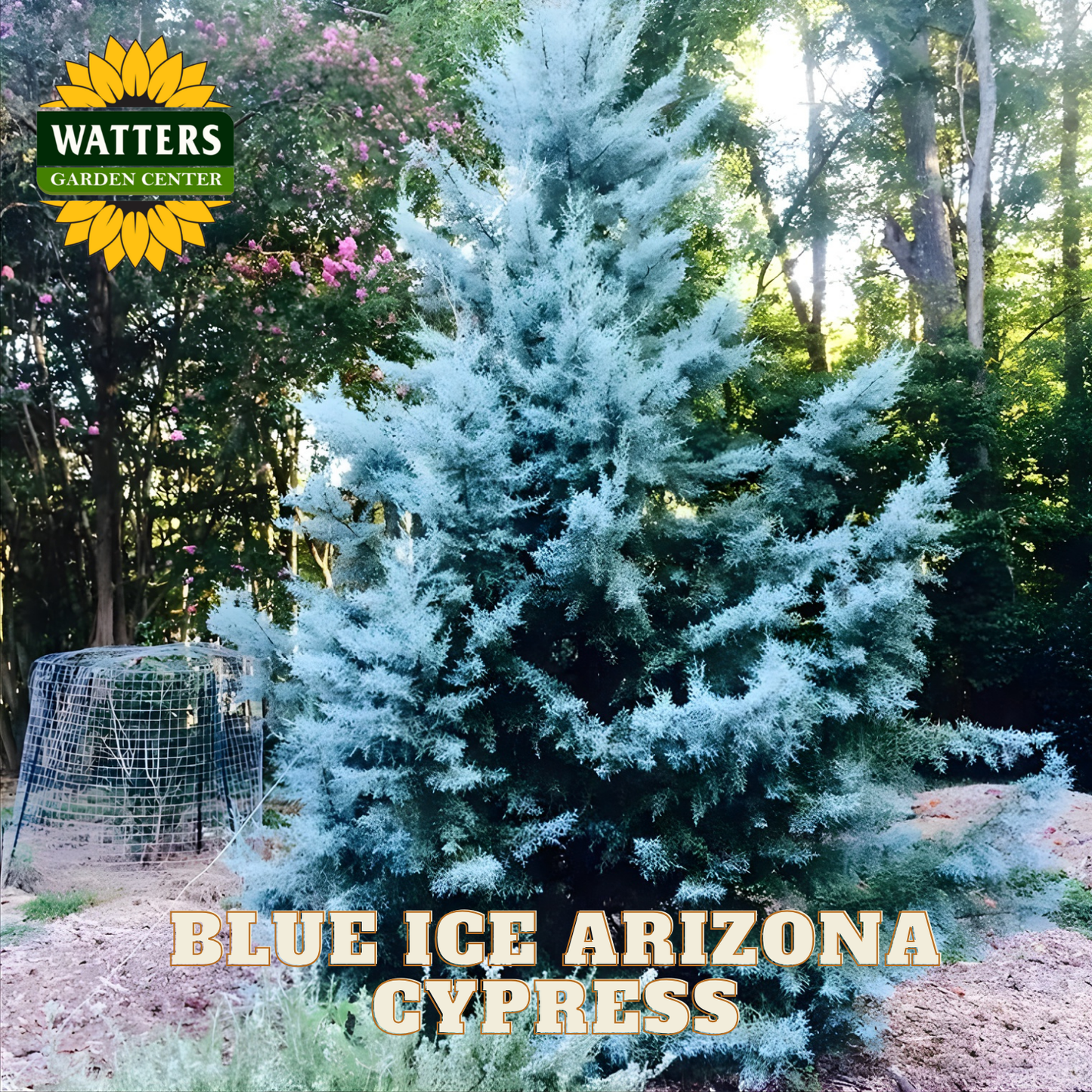 Blue Ice Arizona Cypress tree with Watters Garden Center logo in the corner.