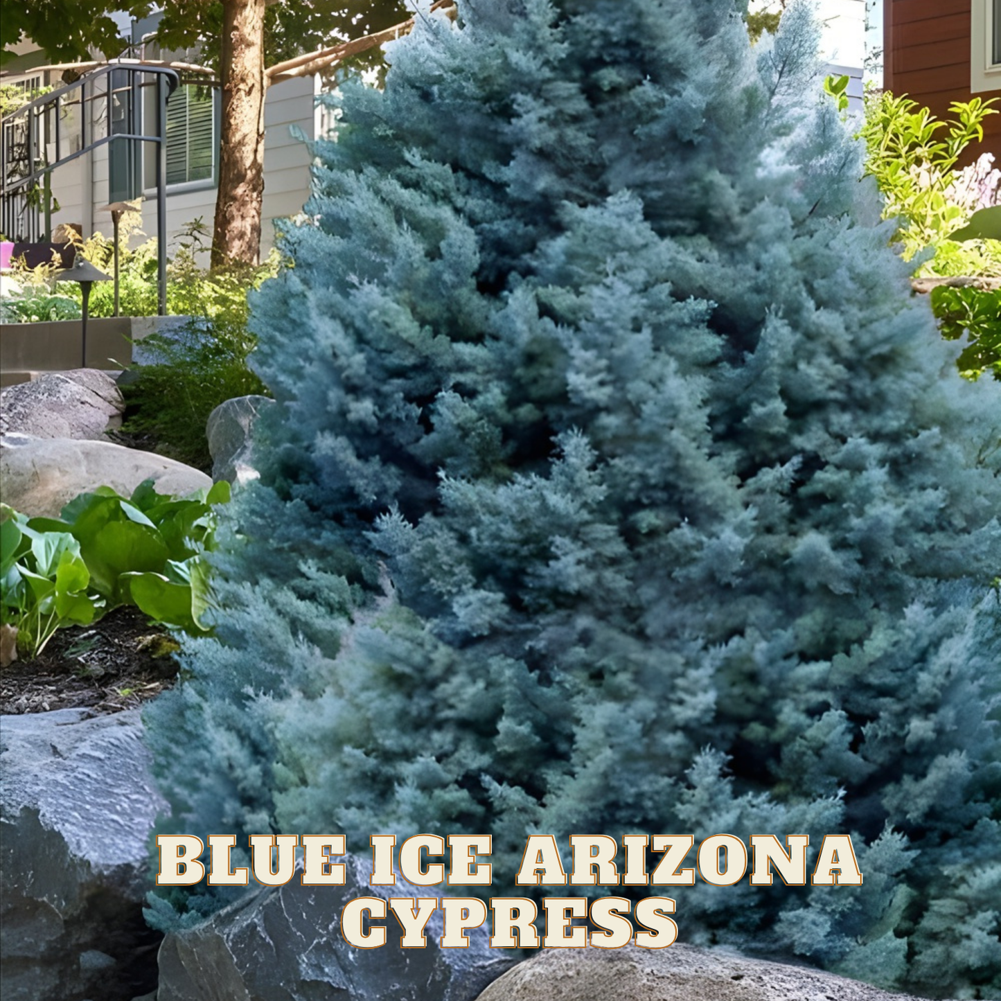 Blue Ice Arizona Cypress tree with text overlay in a garden setting