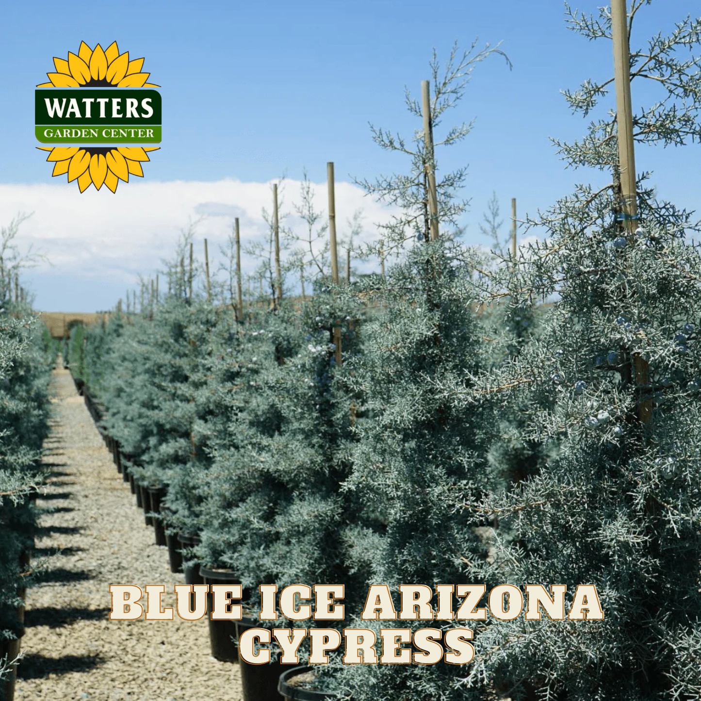 Row of Blue Ice Arizona Cypress trees with Watters Garden Center logo.