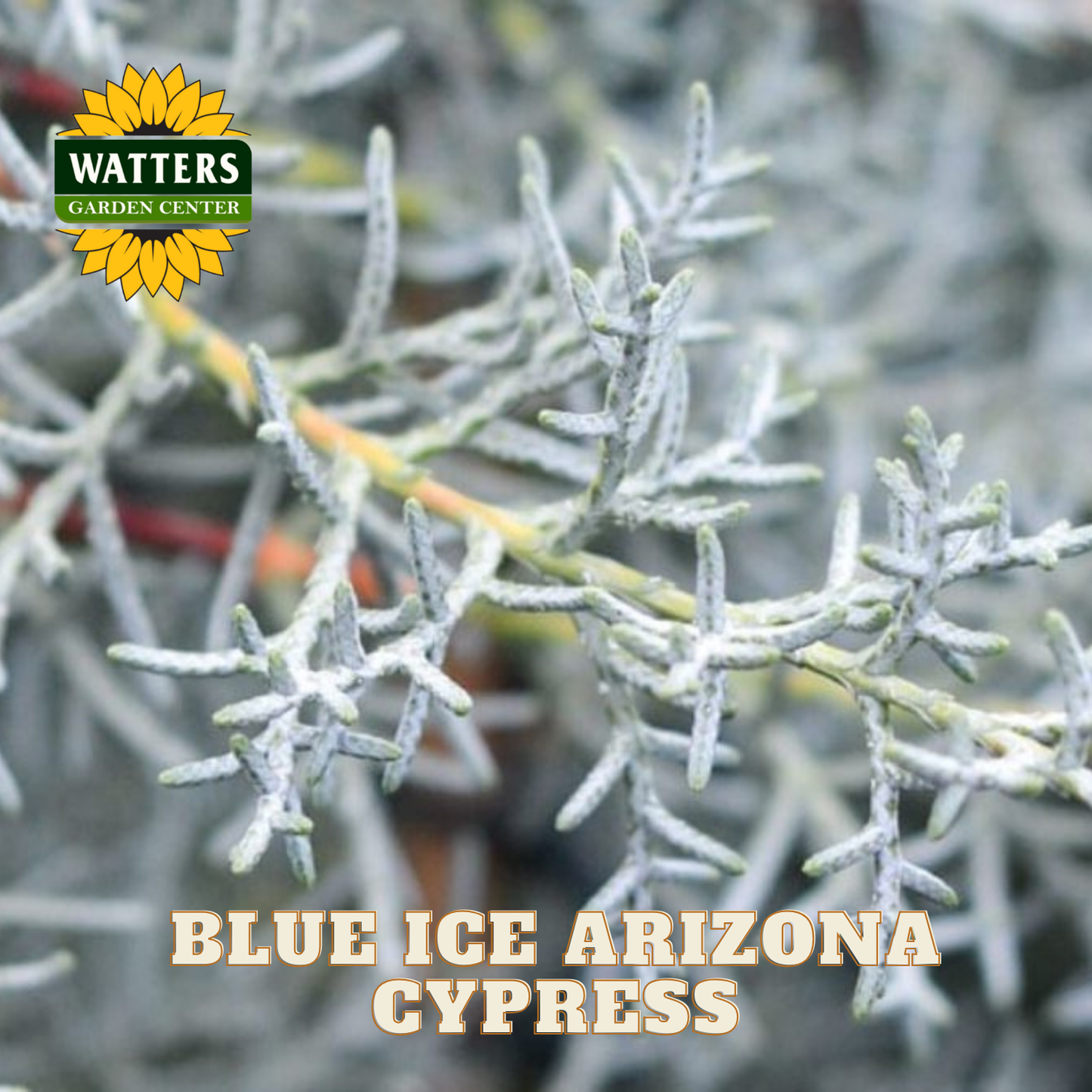 Blue Ice Arizona Cypress with Watters Garden Center logo