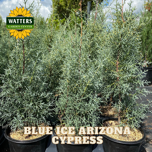 Blue Ice Arizona Cypress plants with Watters Garden Center logo.