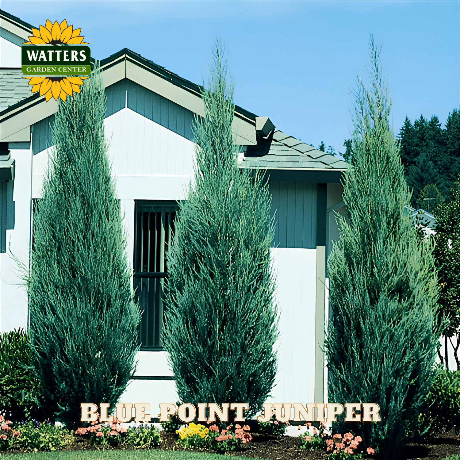 Three Blue Point Juniper trees in front of a house with Watters Garden Center branding.
