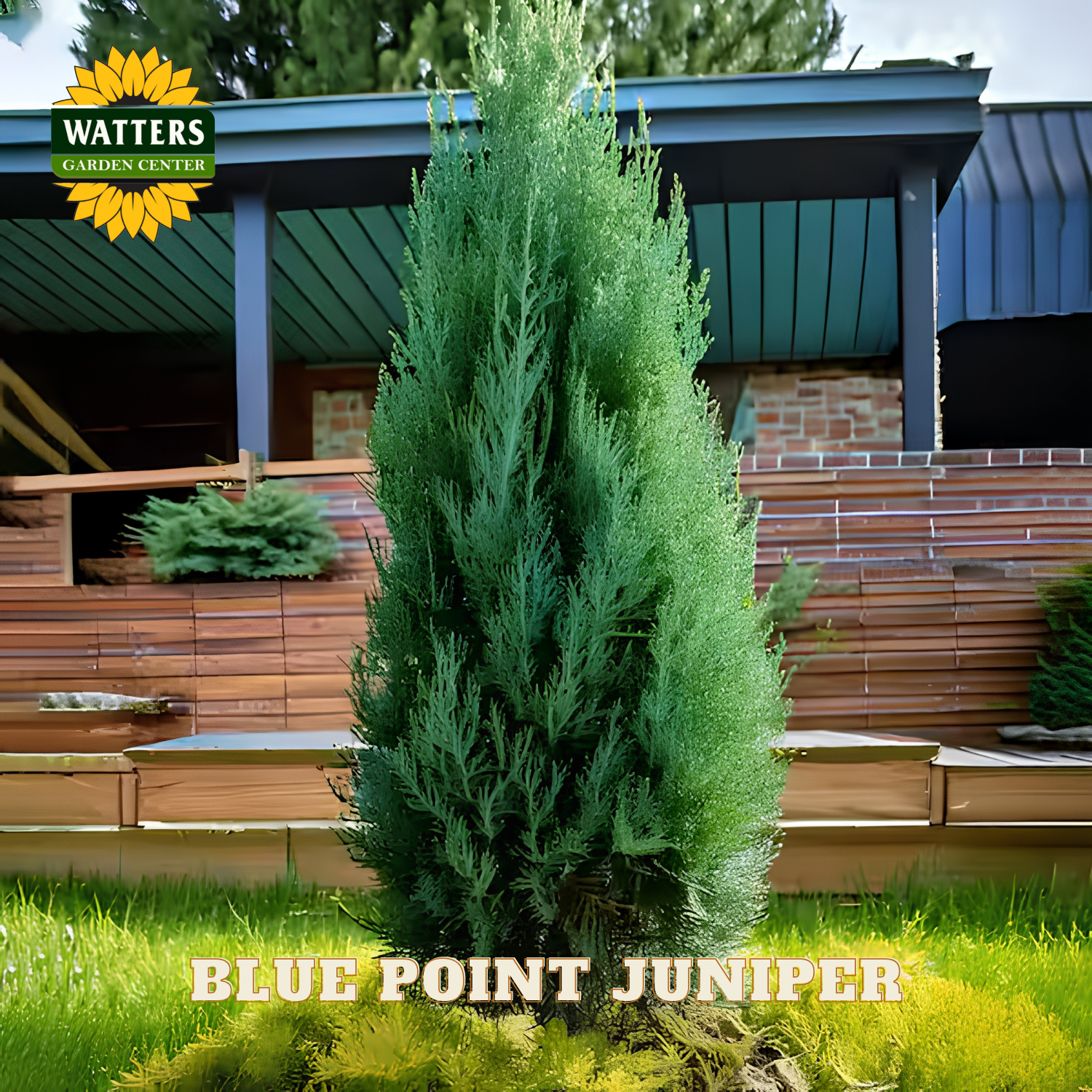 Blue Point Juniper tree in a garden setting with Watters Garden Center branding.