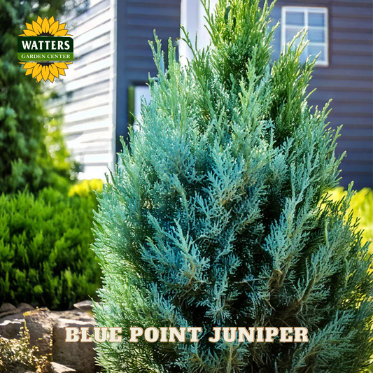 Blue Point Juniper plant with Watters Garden Center logo in the background