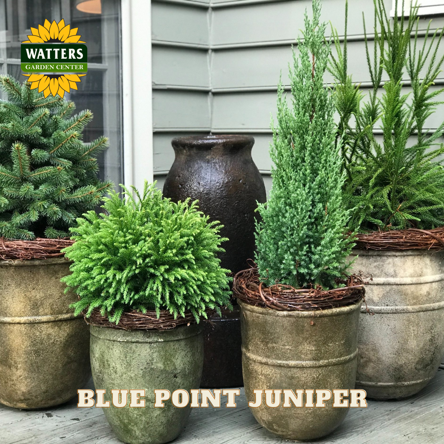 Potted plants with 'Blue Point Juniper' labeled, set against a neutral background.