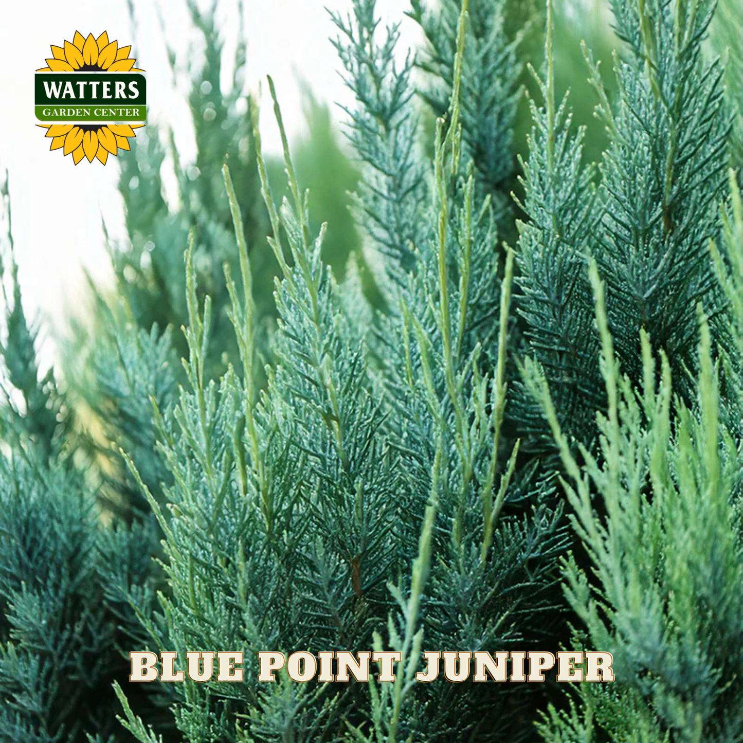 Blue Point Juniper with Watters Garden Center logo