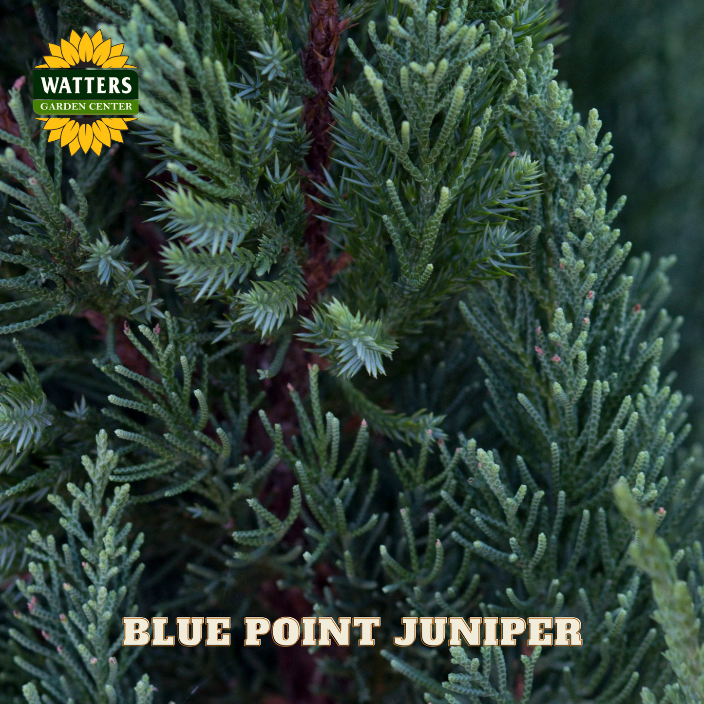 Blue Point Juniper with Watters Garden Center logo