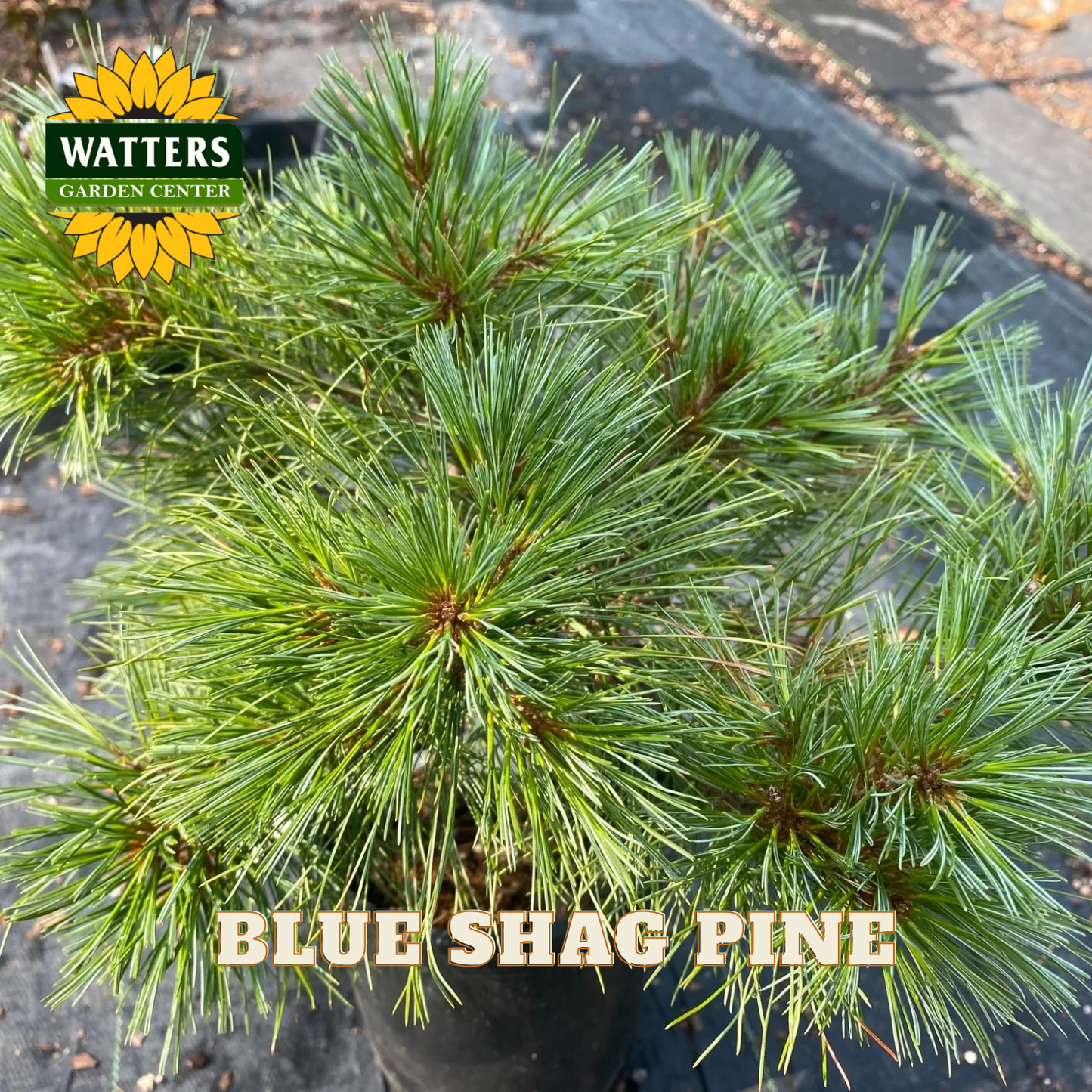 Blue Shag Pine with Watters Garden Center branding