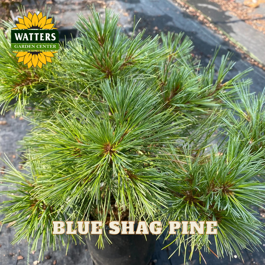Blue Shag Pine with Watters Garden Center branding