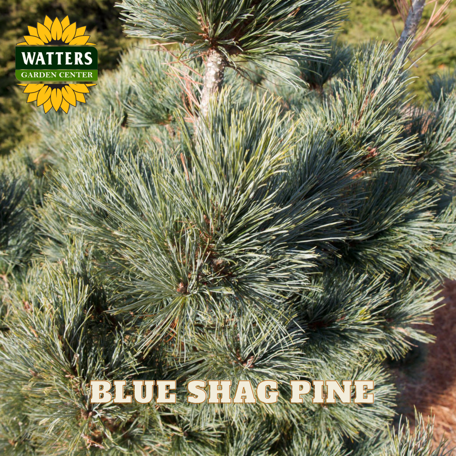 Blue Shag Pine with Watters Garden Center logo
