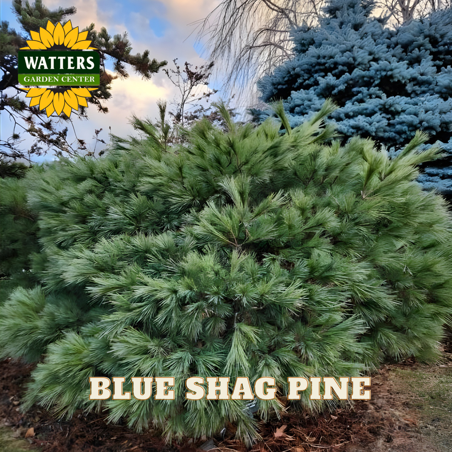 Blue Shag Pine with Watters Garden Center logo in the corner