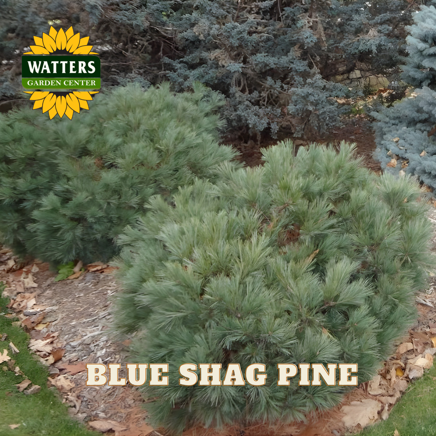 Blue Shag Pine with Watters Garden Center logo in the corner