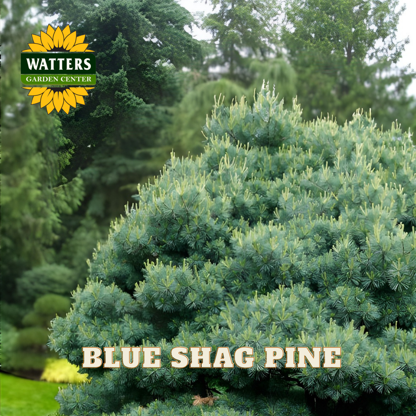 Blue Shag Pine with Watters Garden Center logo in the background