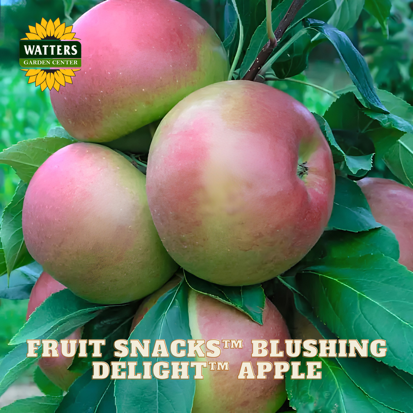 Apples on a branch with 'Watters Garden Center' logo and text about 'Blushing Delight' apples.