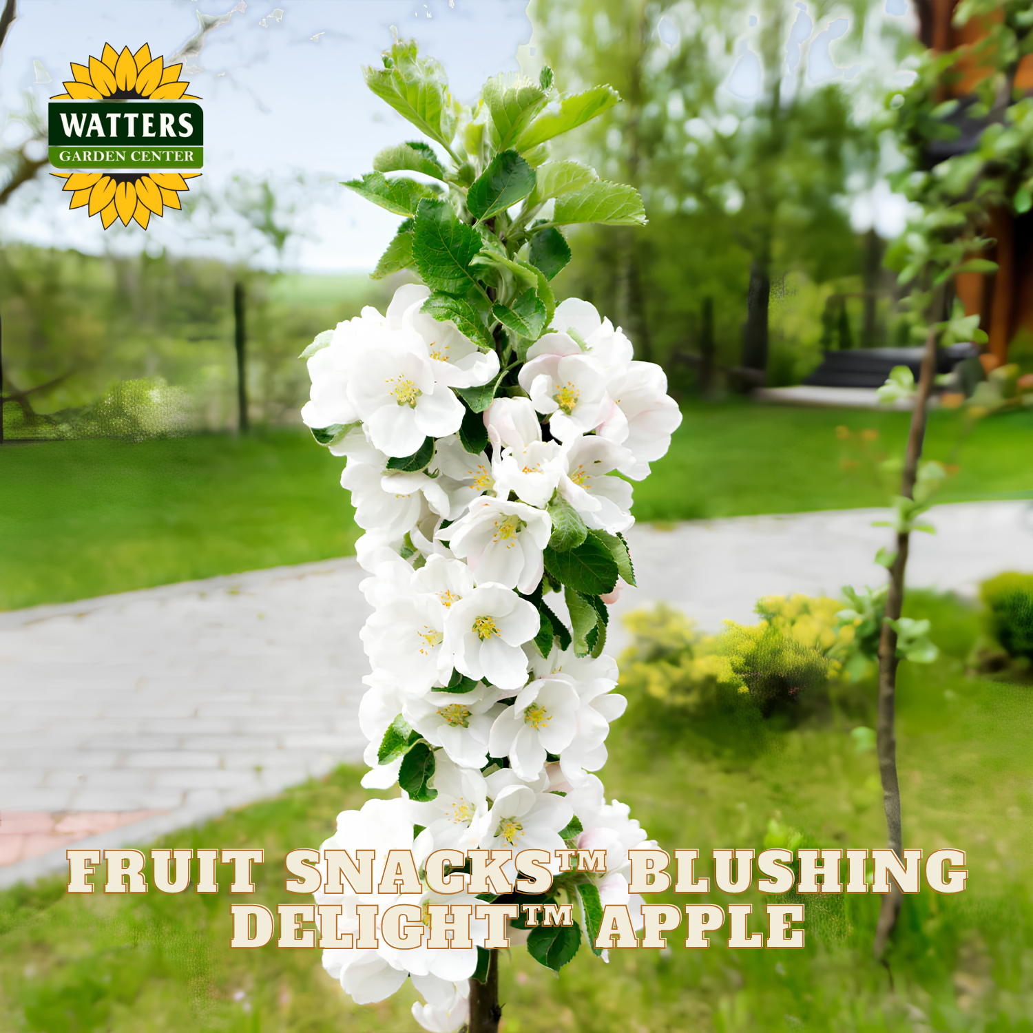 Flowering apple tree with 'Watters Garden Center' branding and product name text.
