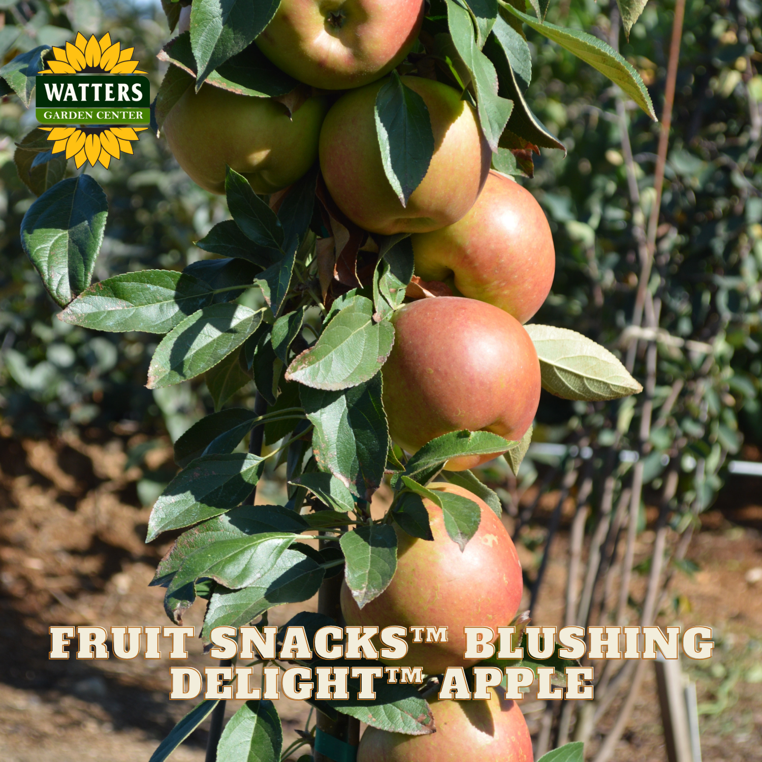Apples on a tree branch with 'Watters Garden Center' logo and text about 'Fruit Snacks Blushing Delight Apple'.