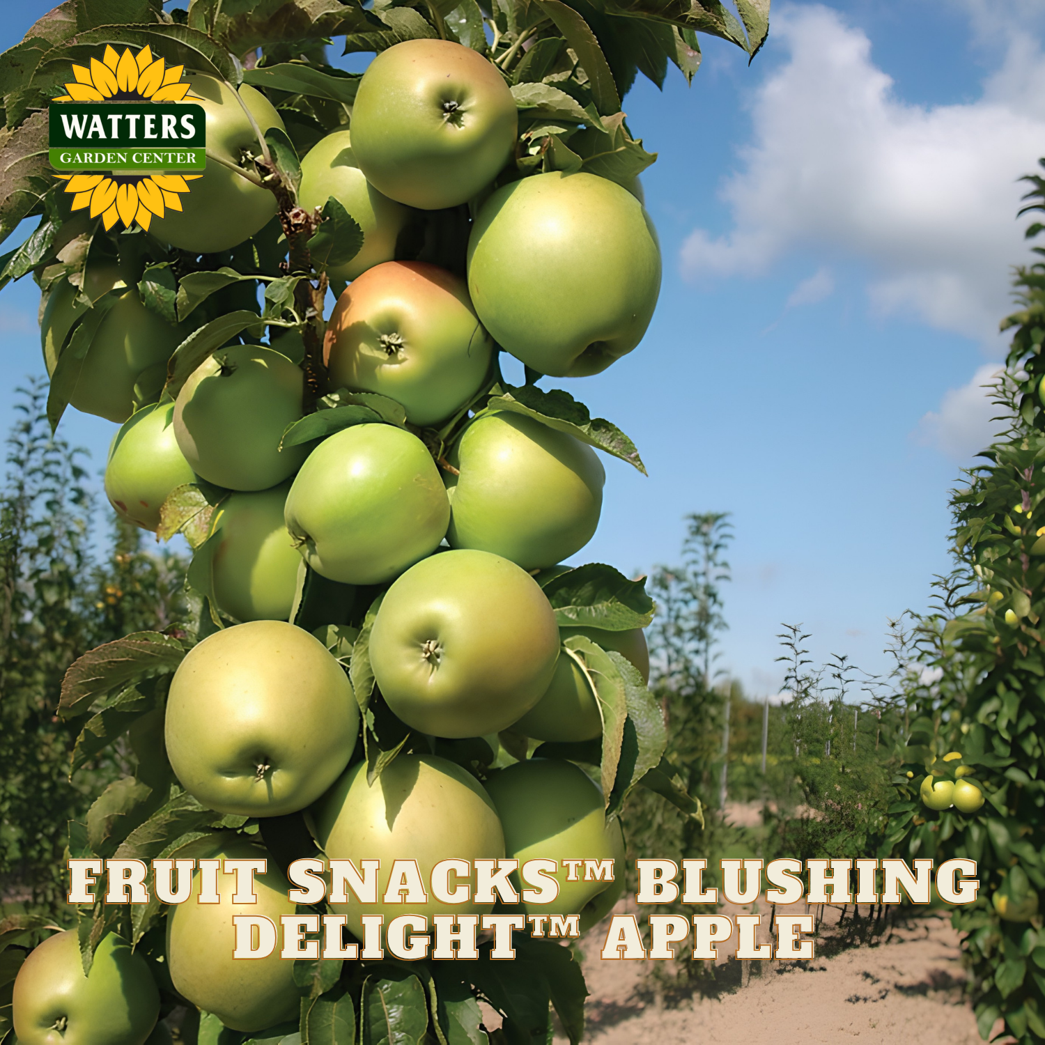 Green apples on a tree with 'Watters Garden Center' logo and text about 'Fruit Snacks Blushing Delight Apple'.