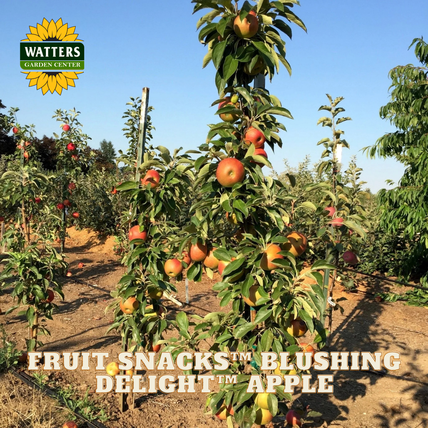 Apple tree with ripe apples in an orchard, featuring Watters Garden Center branding.