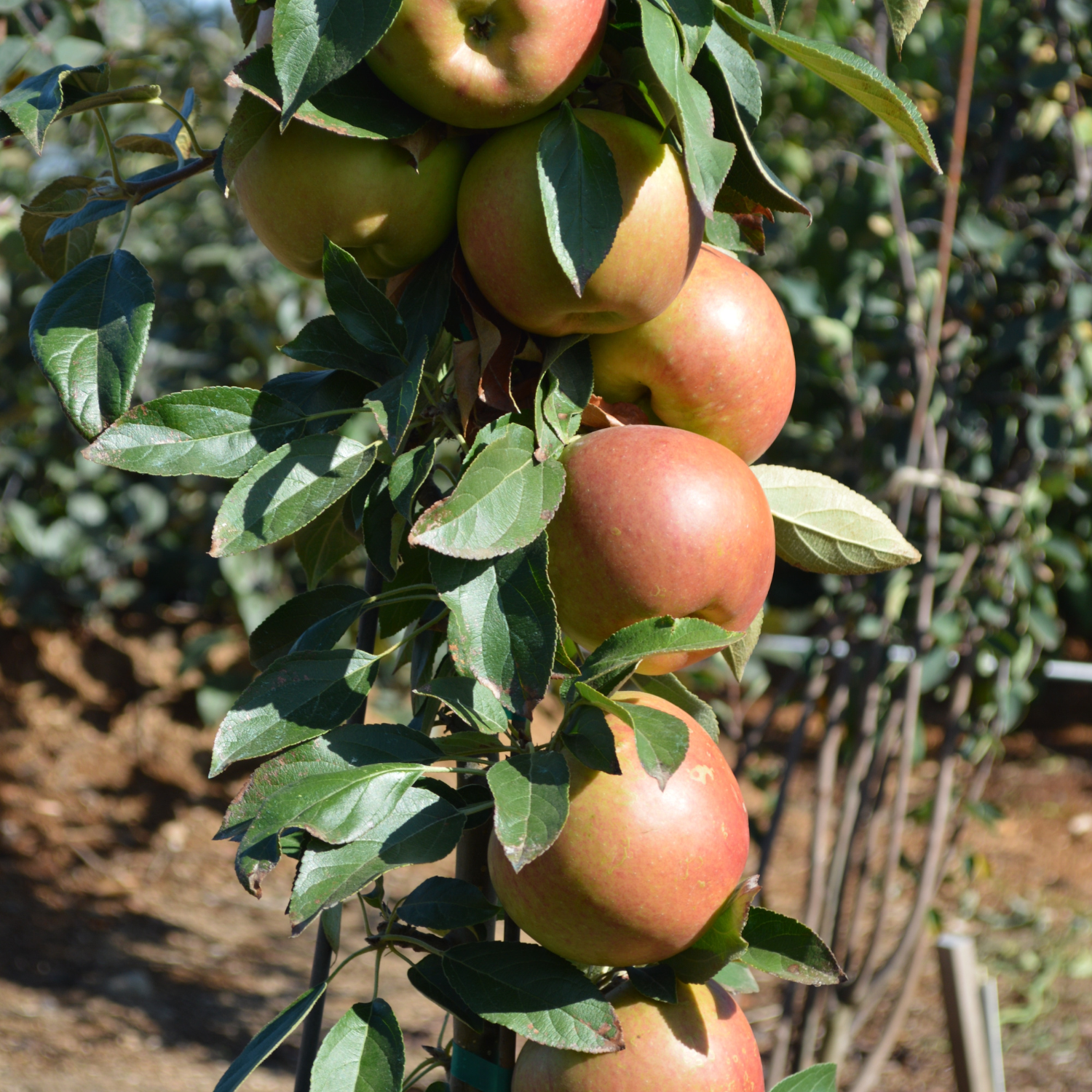 Apples hanging from a tree branch in an orchard