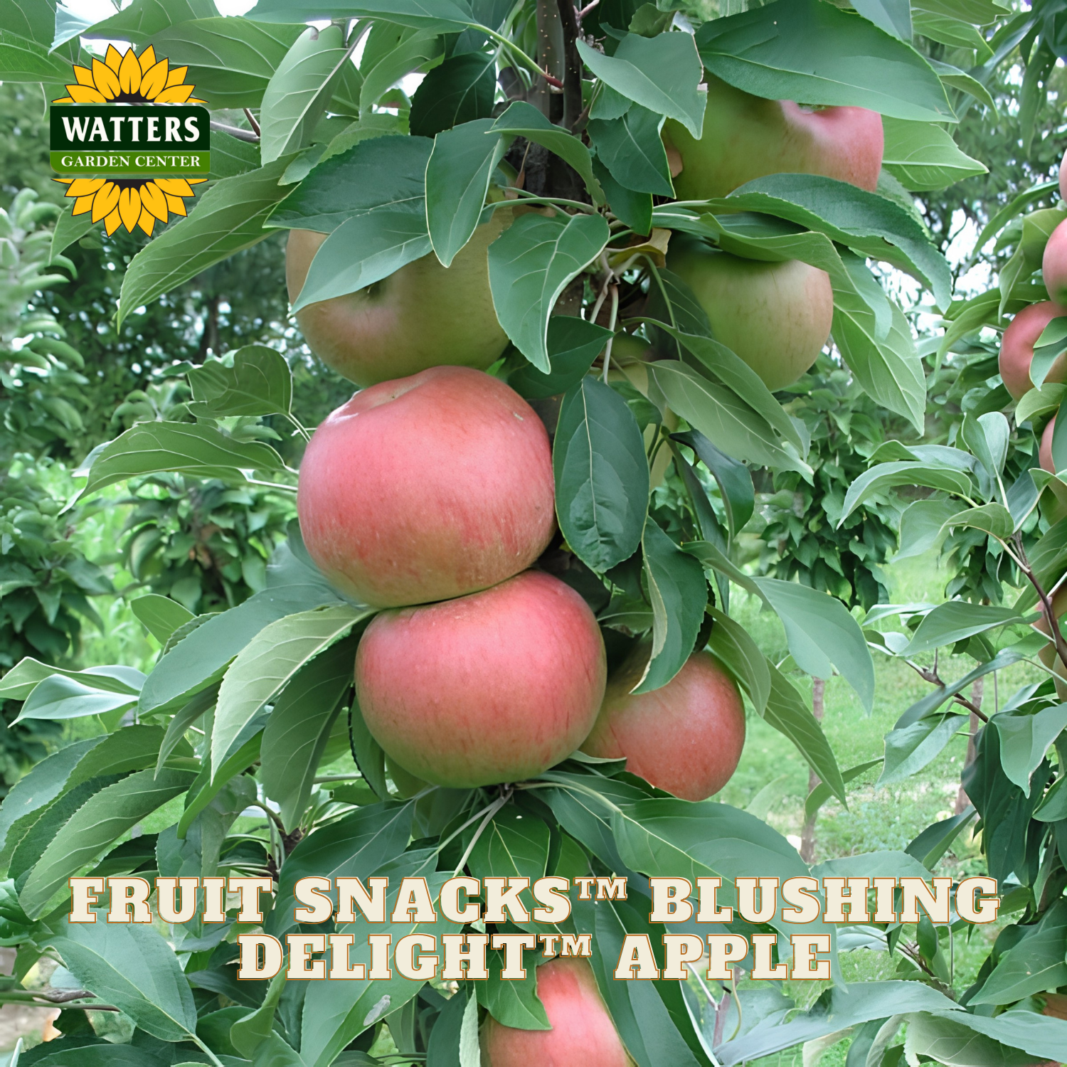 Apples on a tree branch with 'Watters Garden Center' logo and text about 'Fruit Snacks Blushing Delight Apple'.