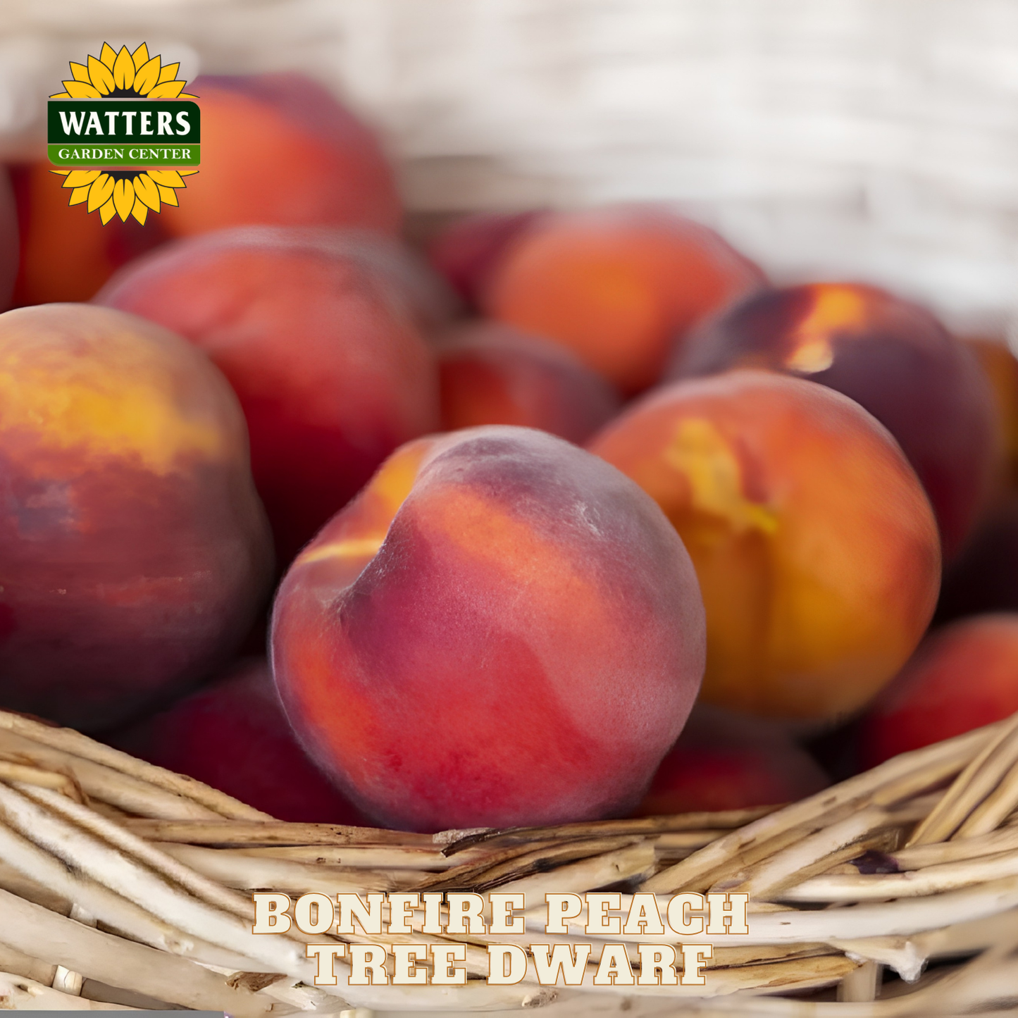 Basket of peaches with Watters Garden Center logo and 'Bonfire Peach Tree Dwarf' text.