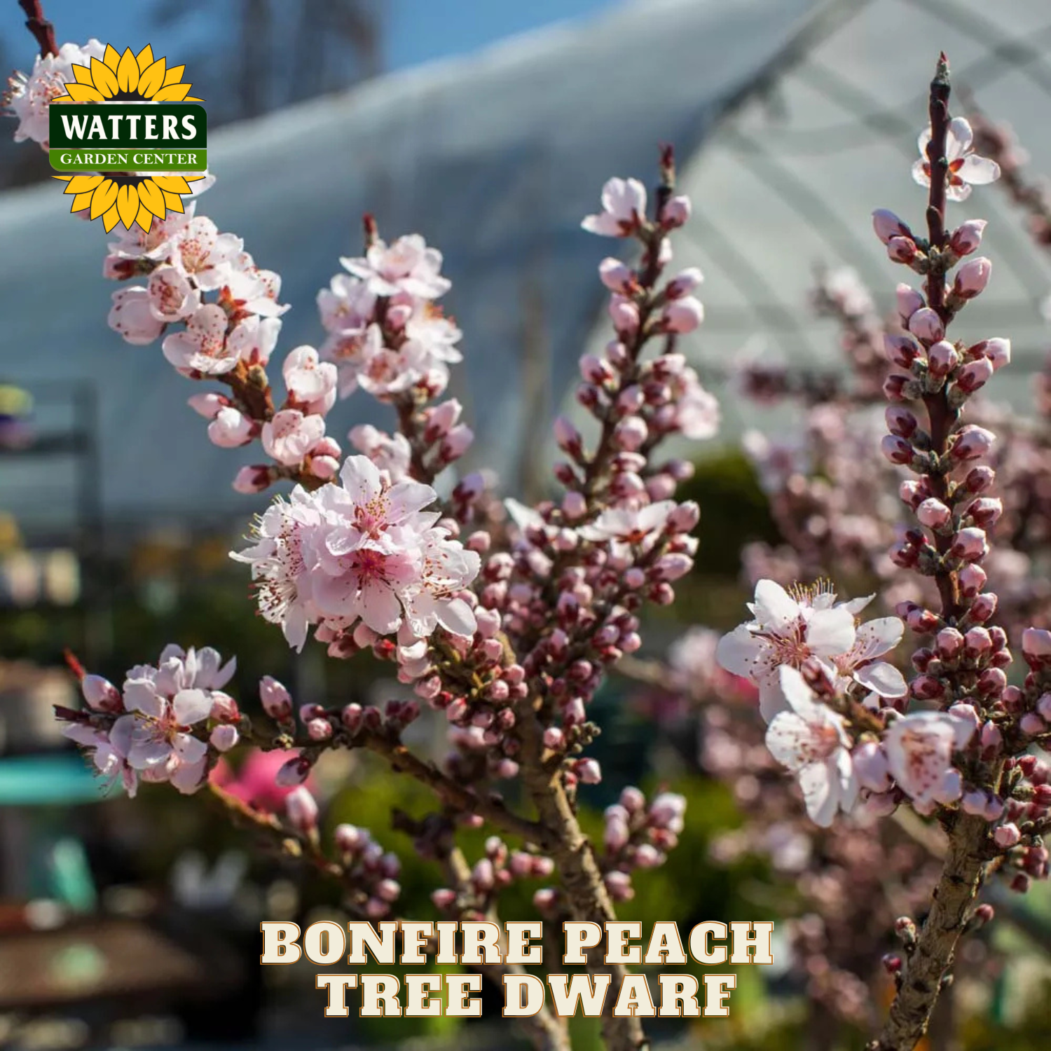 Bonfire Peach Tree Dwarf with Watters Garden Center branding in a greenhouse setting