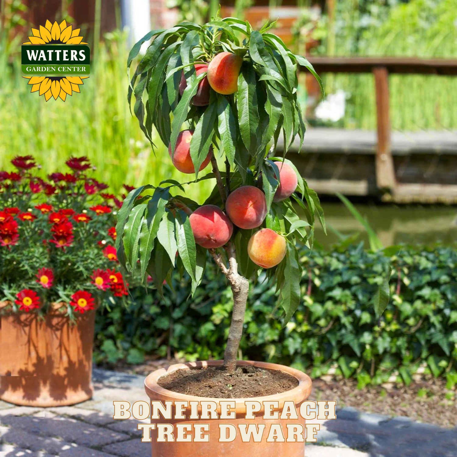 Potted peach tree with fruits in a garden setting, featuring Watters Garden Center branding.