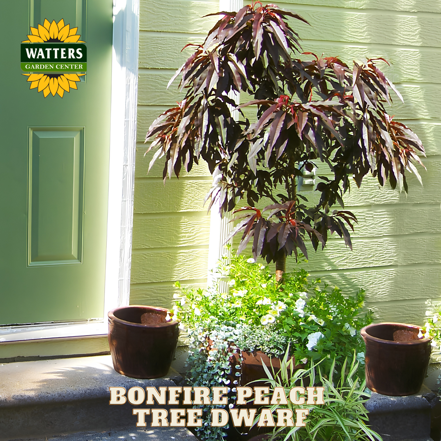 Potted plant in front of a green door with 'Watters Garden Center' logo.