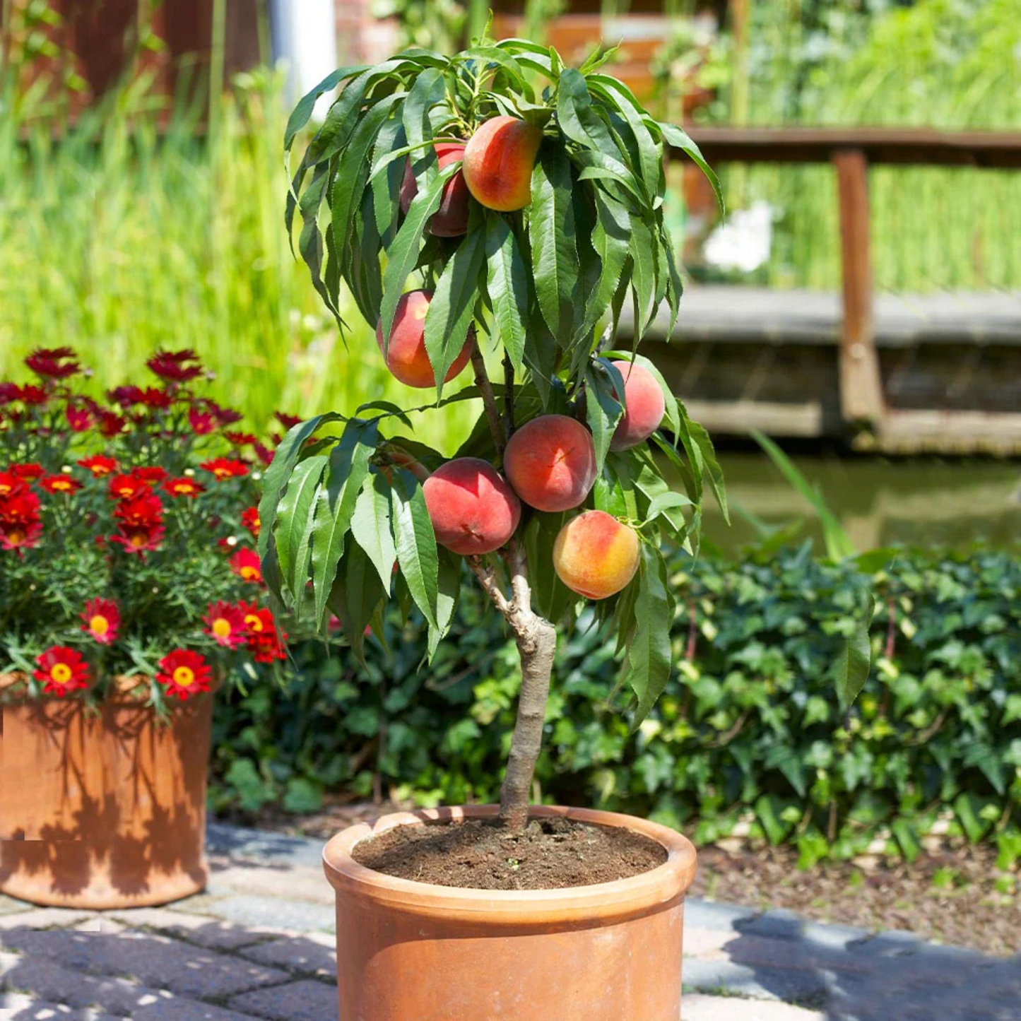 Potted peach tree with ripe fruits in a garden setting