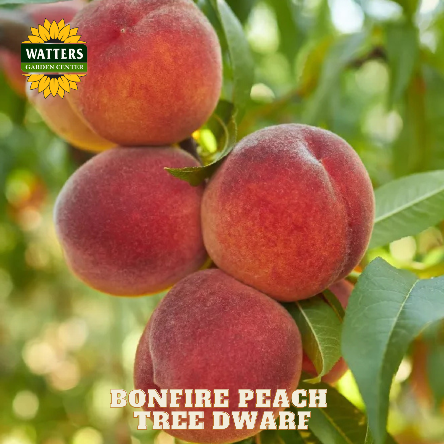 Bountiful cluster of ripe peaches on a tree with 'Watters Garden Center' branding.