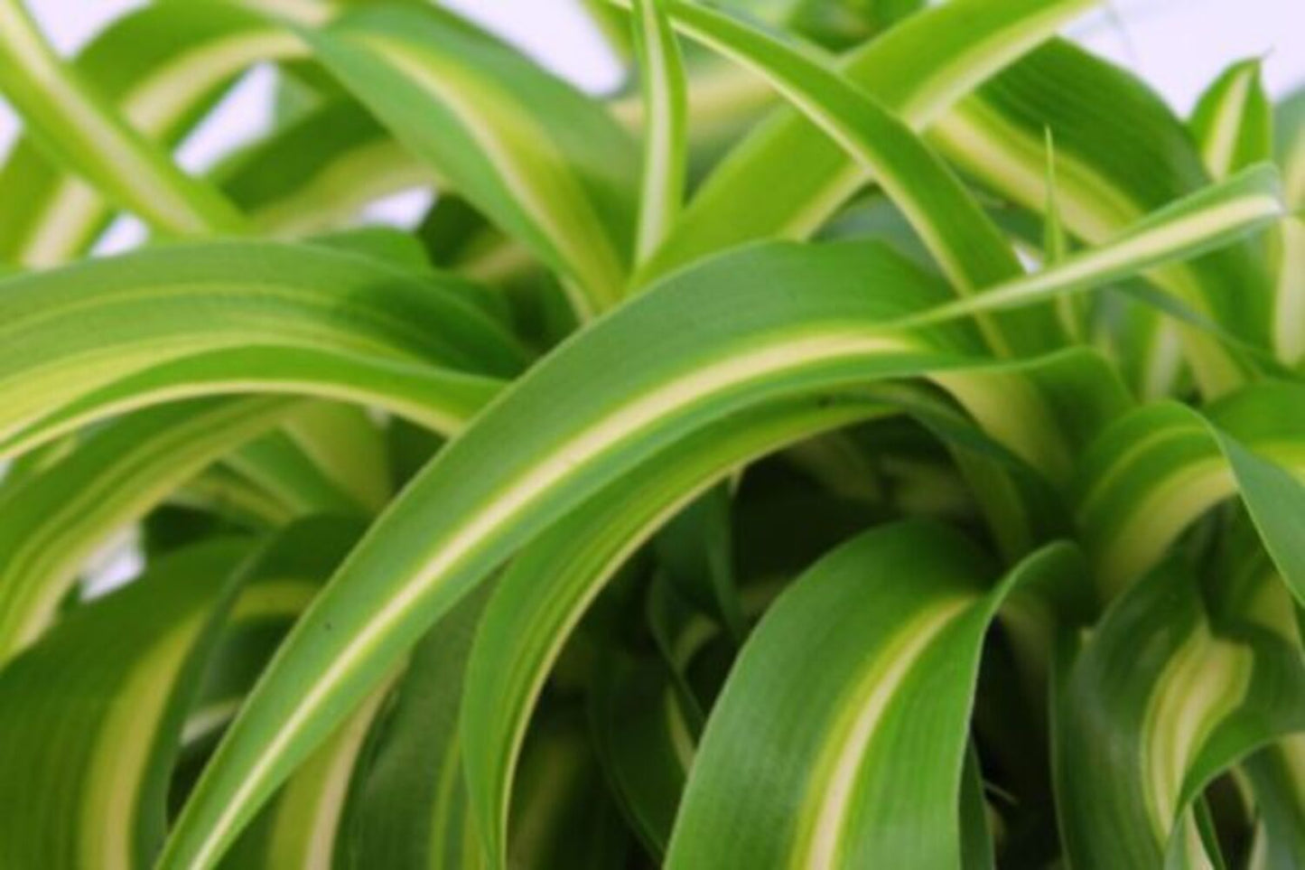 ASSORTED SPIDER PLANT 6in