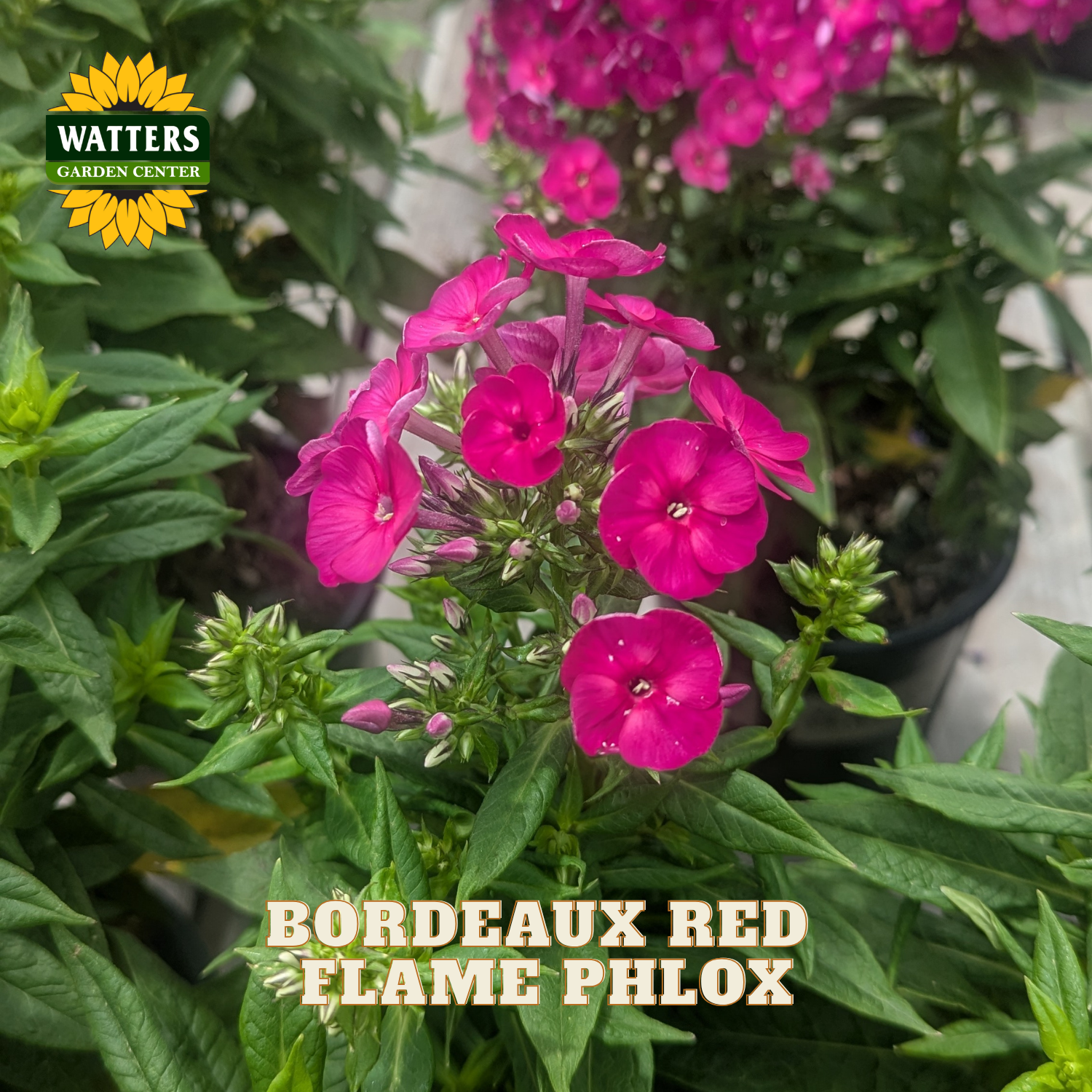 A close-up of bright pink Bordeaux Red Flame Phlox flowers in a potted plant with green foliage. The Watters Gardens Center logo is visible in the top left, and the text 'BORDEAUX RED FLAME PHLOX' is overlaid at the bottom.