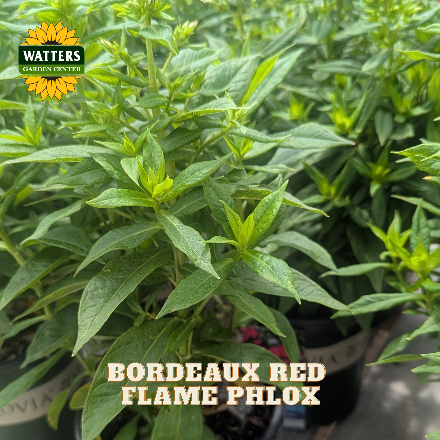 Close-up of a green phlox plant with leaves and small flower buds, with a Watters Garden Center logo in the top left and the text 'BORDEAUX RED FLAME PHLOX' at the bottom.