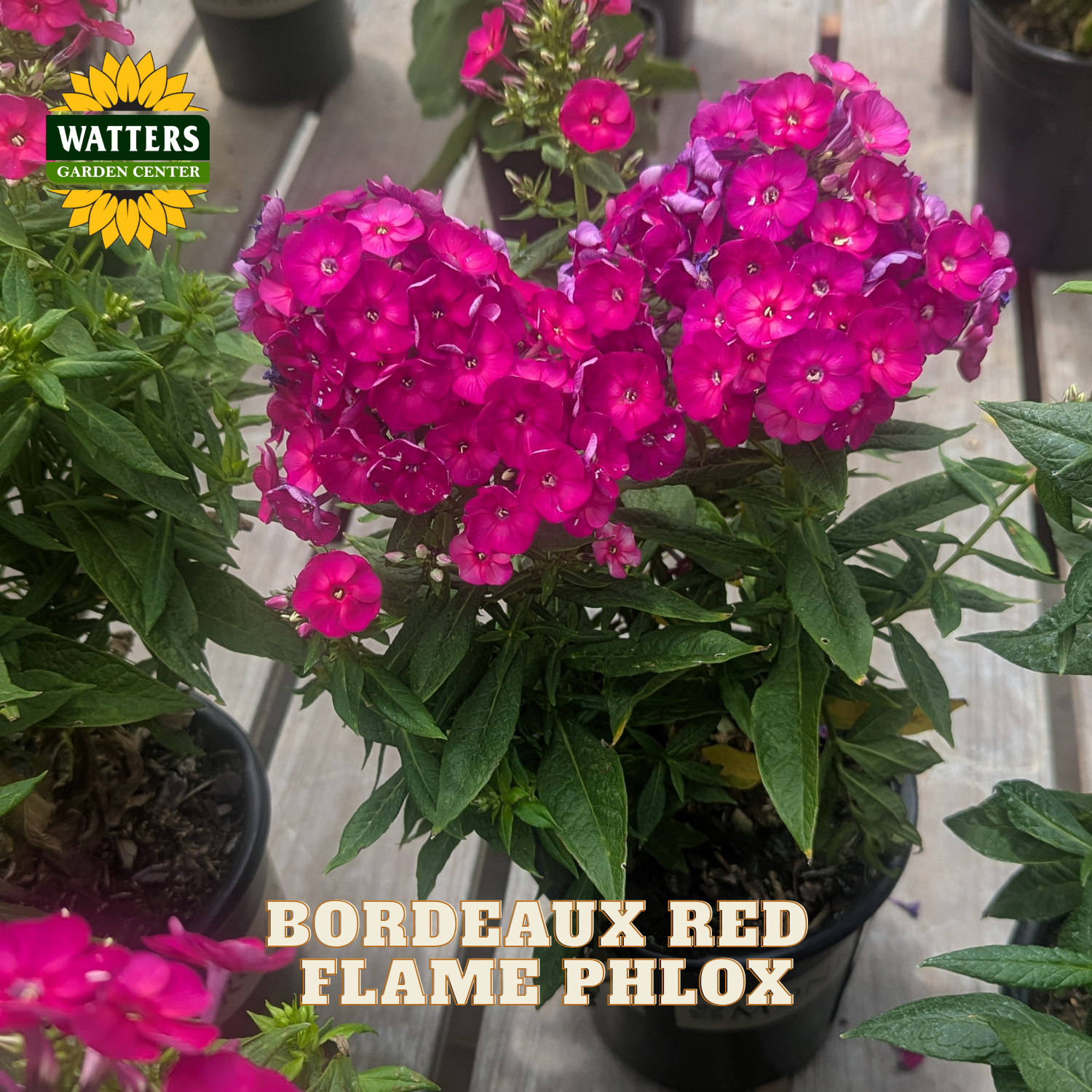 A potted plant of vibrant Bordeaux Red Flame Phlox flowers with bright magenta-pink blossoms and green leaves, shown in a nursery setting with a Watters Garden Center logo.