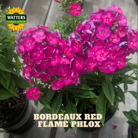 A potted plant of vibrant Bordeaux Red Flame Phlox flowers, featuring dense clusters of bright magenta-pink blossoms with green foliage, shown on a wooden deck. The Watters Garden Center logo is visible in the top left, and text at the bottom reads 'BORDEAUS RED FLAME PHLOX'.