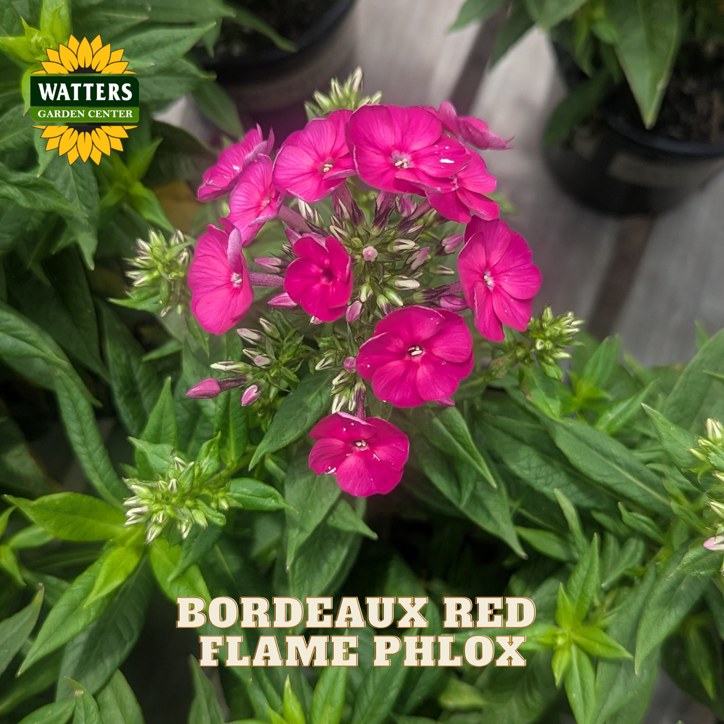 A close-up of a cluster of bright pinkish-red phlox flowers surrounded by green foliage, with a Watters Garden Center logo in the top-left corner and the text 'BORDEAUS RED FLAME PHLOX' at the bottom.