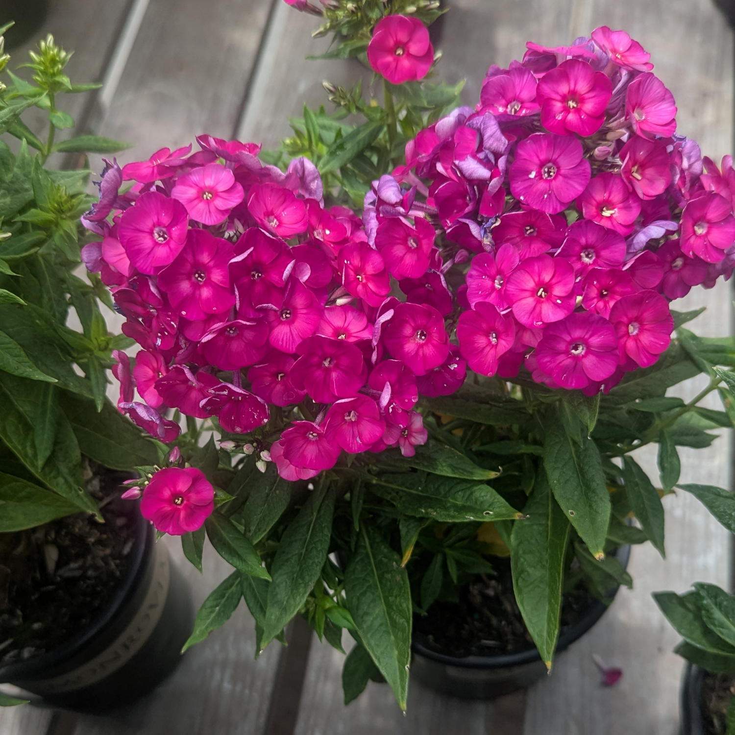 A potted plant of vibrant magenta phlox flowers with green leaves, shown in a black nursery pot on a weathered wooden deck.