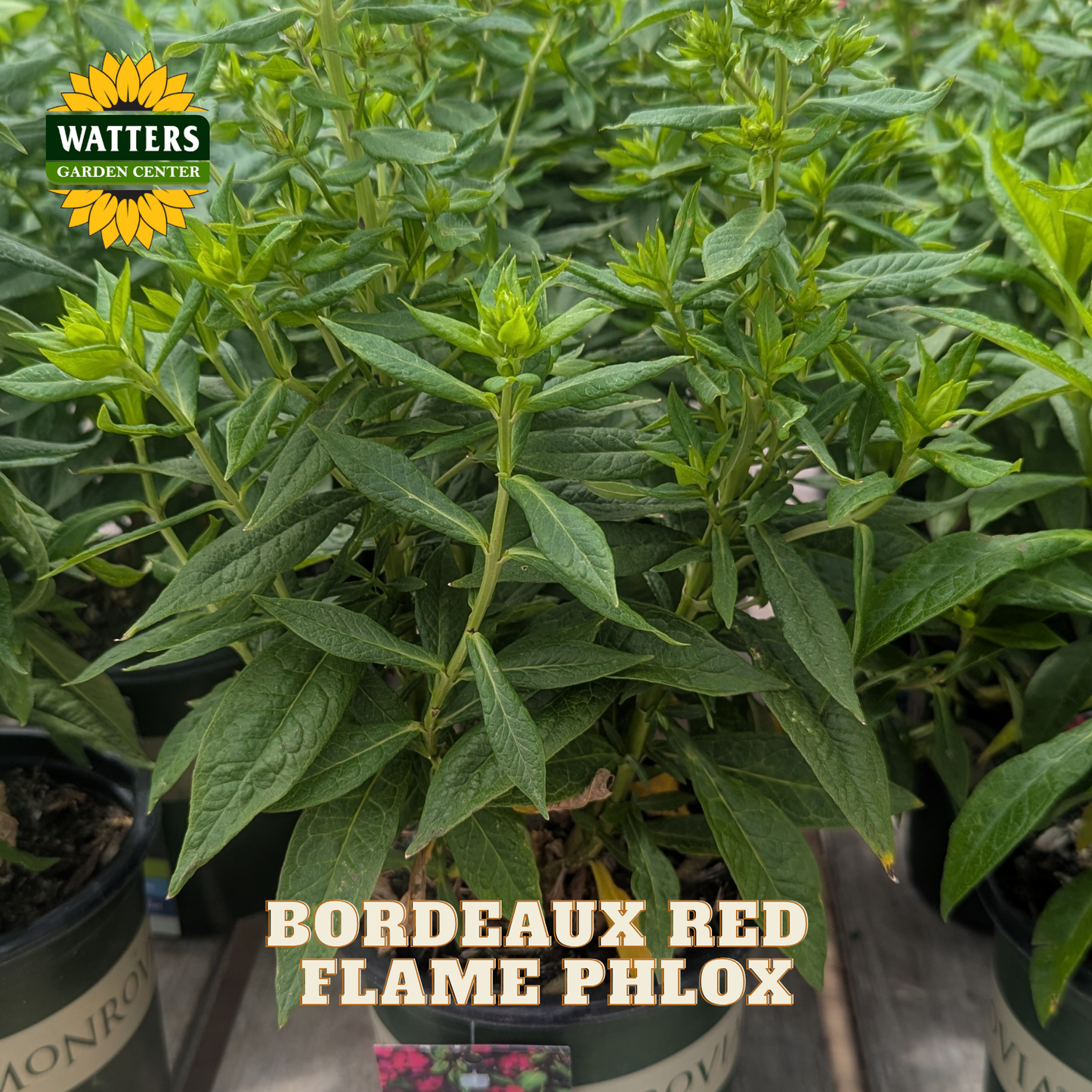 A potted plant of Bordeaux Red Flame Phlox with dense green foliage, shown in a nursery setting with other plants in pots. The Watters Garden Center logo is in the top-left corner, and a text label at the bottom reads 'BORDEAUX RED FLAME PHLOX'.