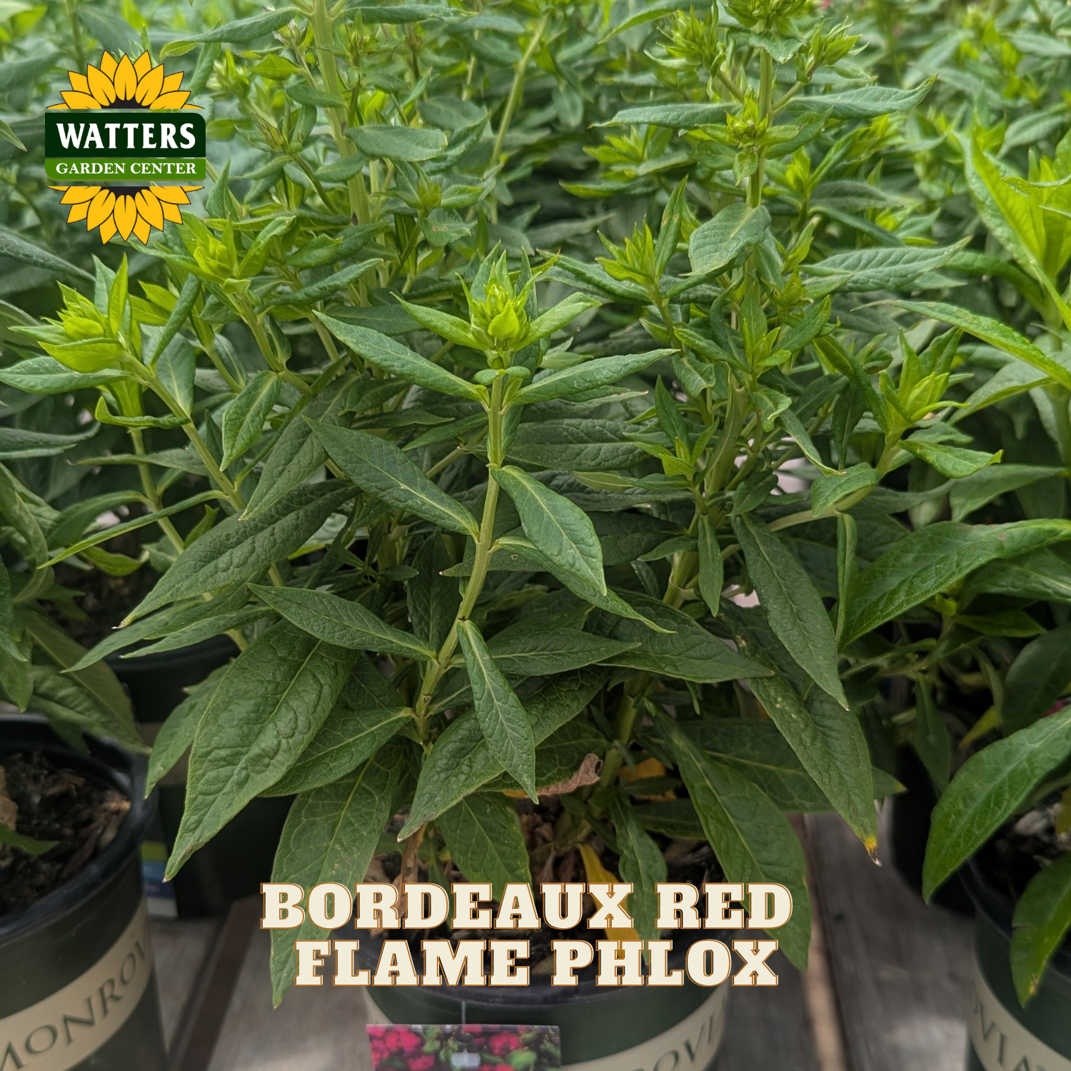 A potted plant of Bordeaux Red Flame Phlox with dense green foliage, shown in a nursery setting with other plants in pots. The Watters Garden Center logo is in the top-left corner, and a text label at the bottom reads 'BORDEAUX RED FLAME PHLOX'.