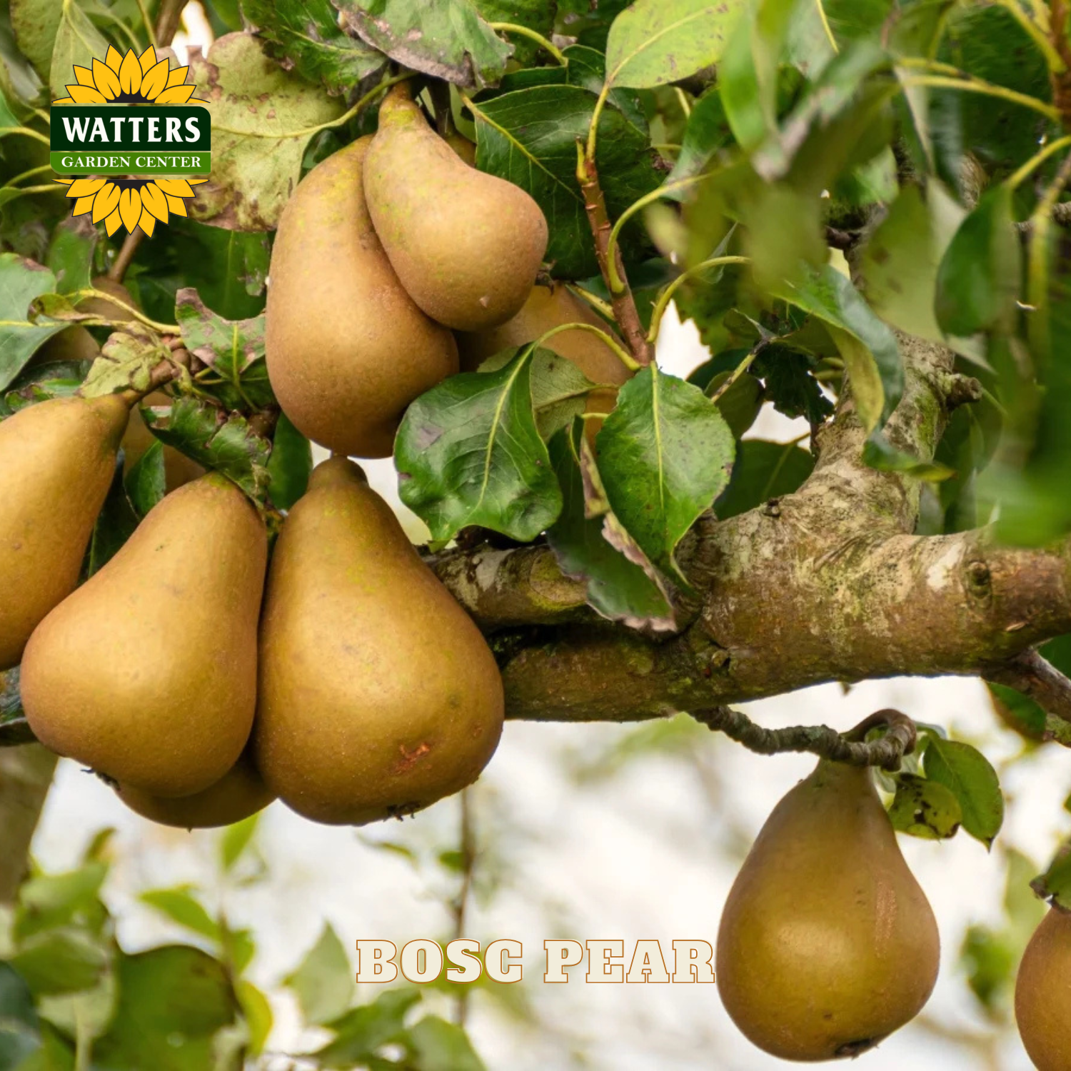 Bosc pears hanging on a tree branch with Watters Garden Center logo.