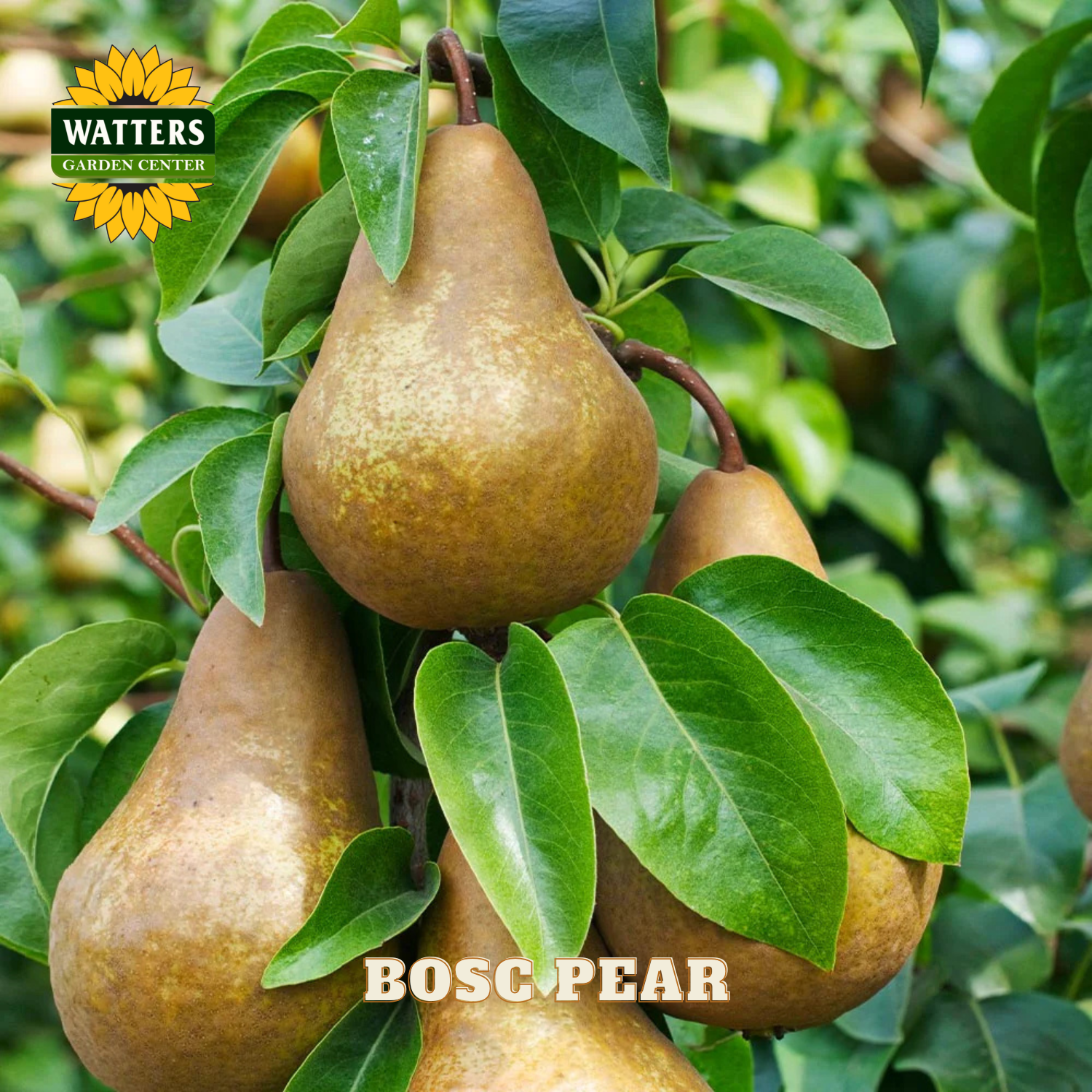 Bosc pears hanging on a tree with Watters Garden Center logo.
