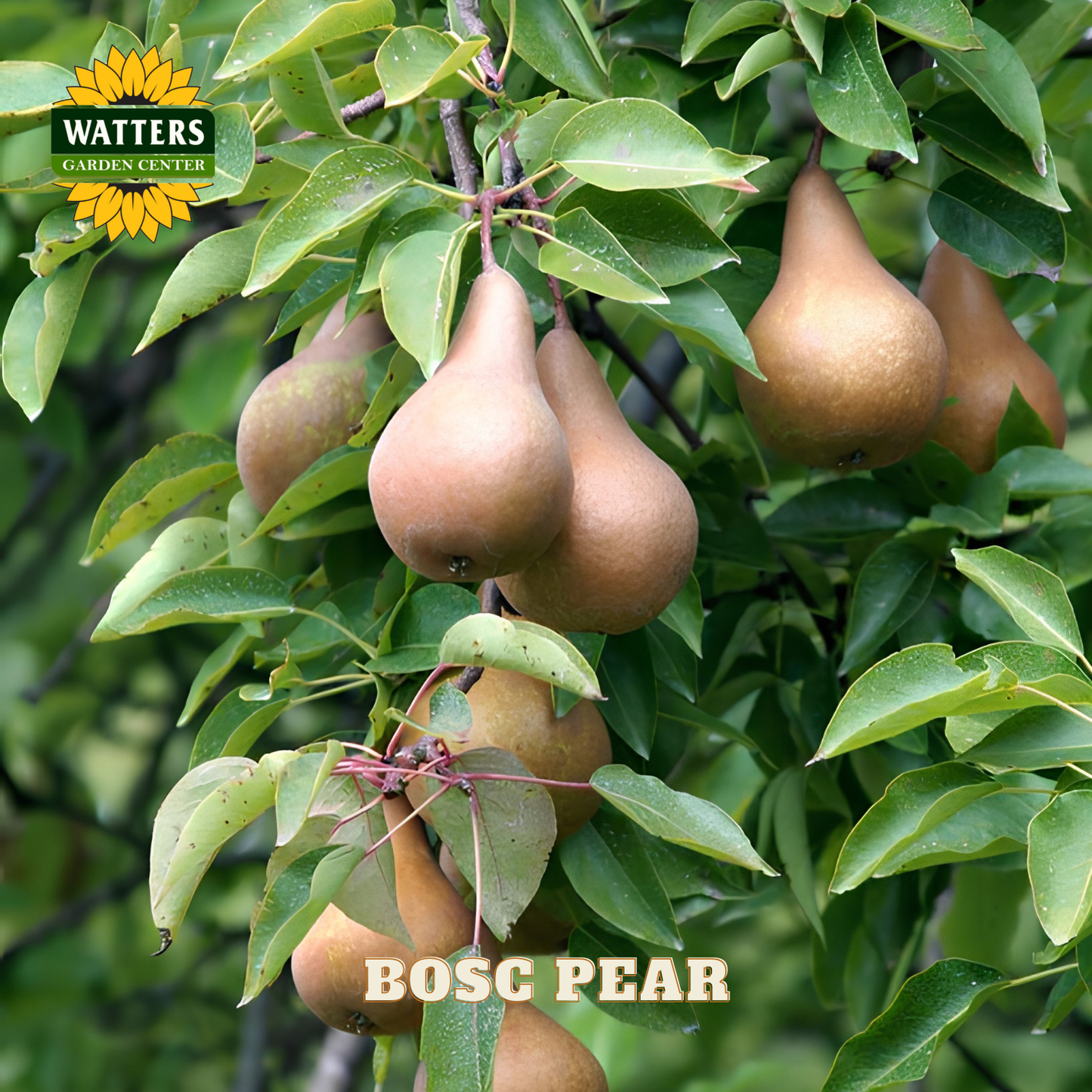 Bosc pears hanging on a tree with Watters Garden Center branding.