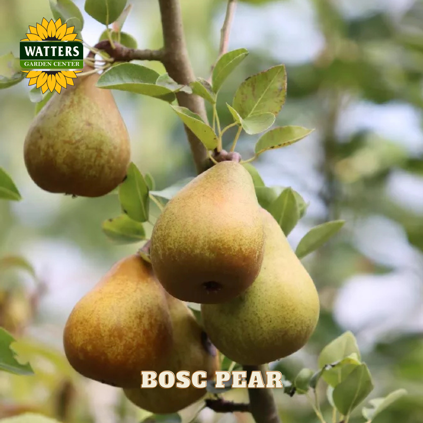 Bosc pears hanging on a tree with Watters Garden Center branding.